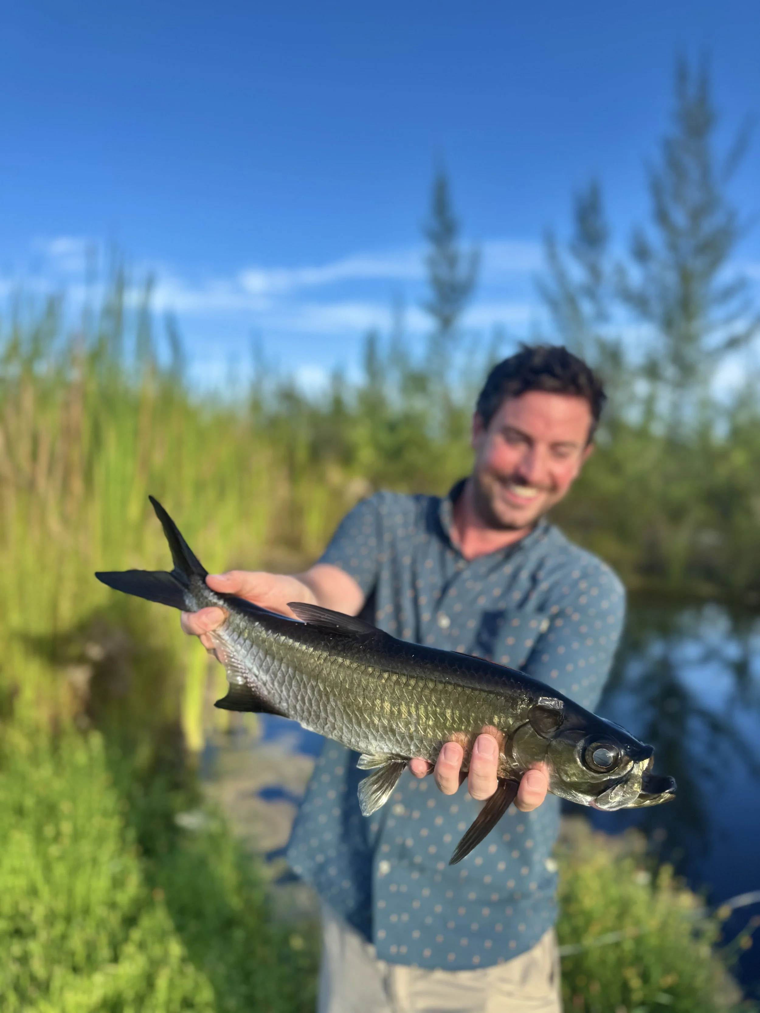 Angler holding a juvenile tarpon caught while fishing near the mangroves of Grand Bahama.
