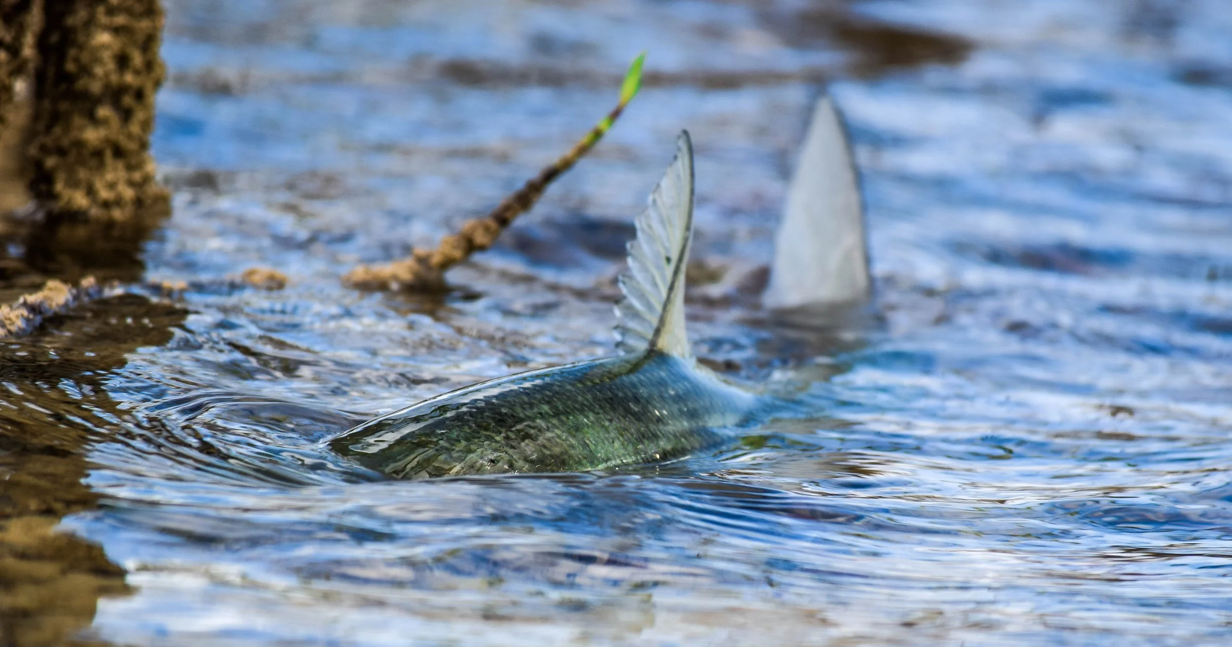 Tailing bonefish breaking the surface of a shallow flat in Grand Bahama.