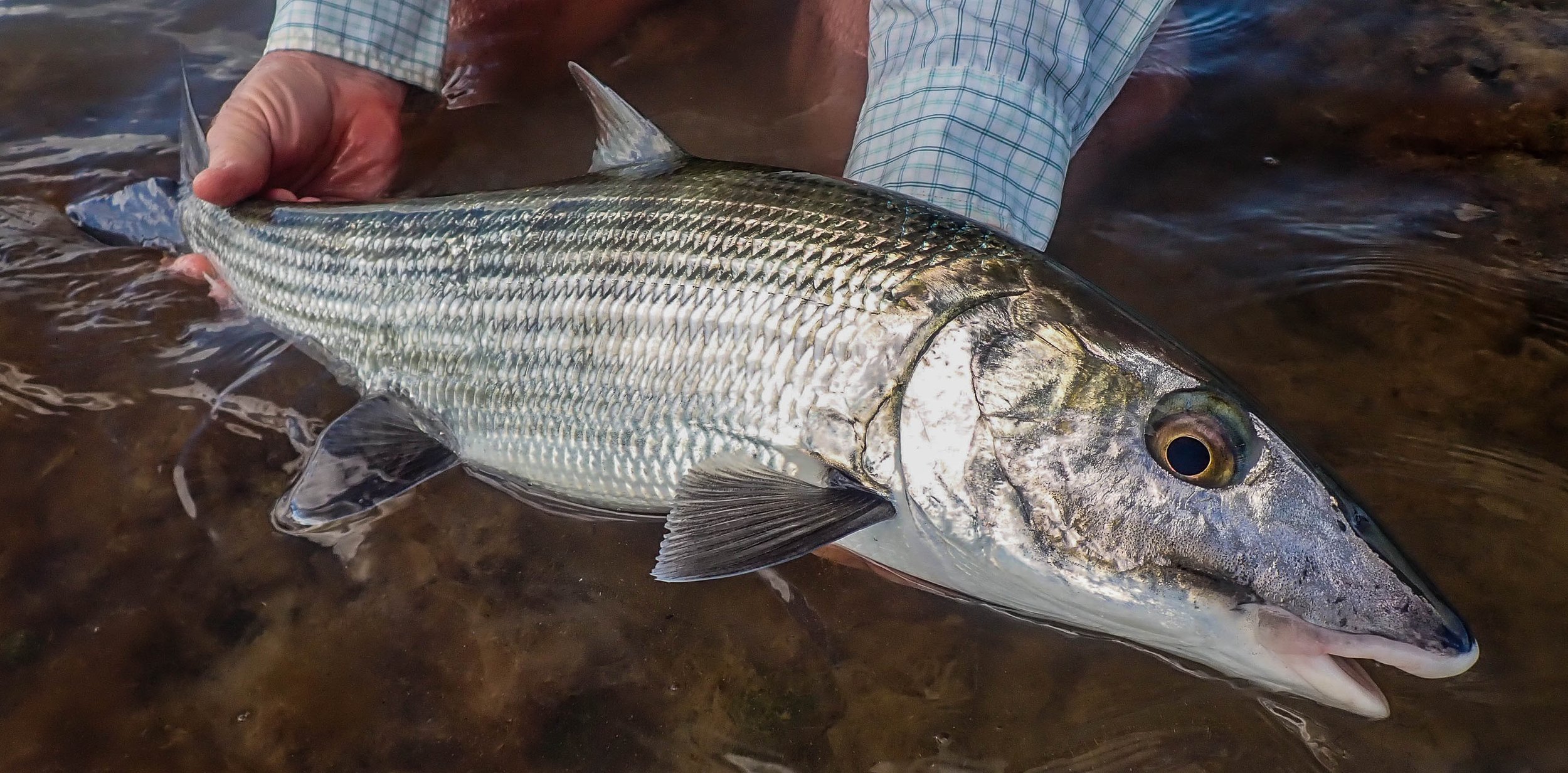 Close-up of a bonefish in shallow water on the flats of Grand Bahama, Bahamas.