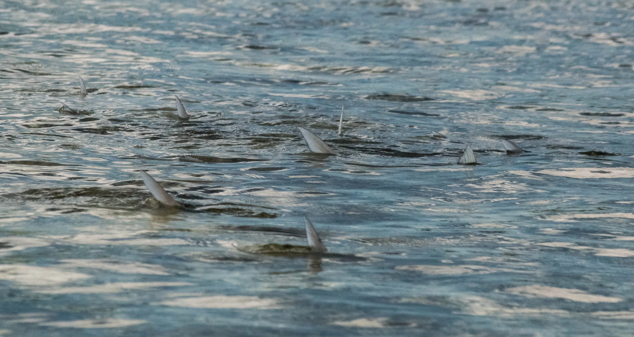School of tailing bonefish feeding on a shallow flat in Grand Bahama, Bahamas.