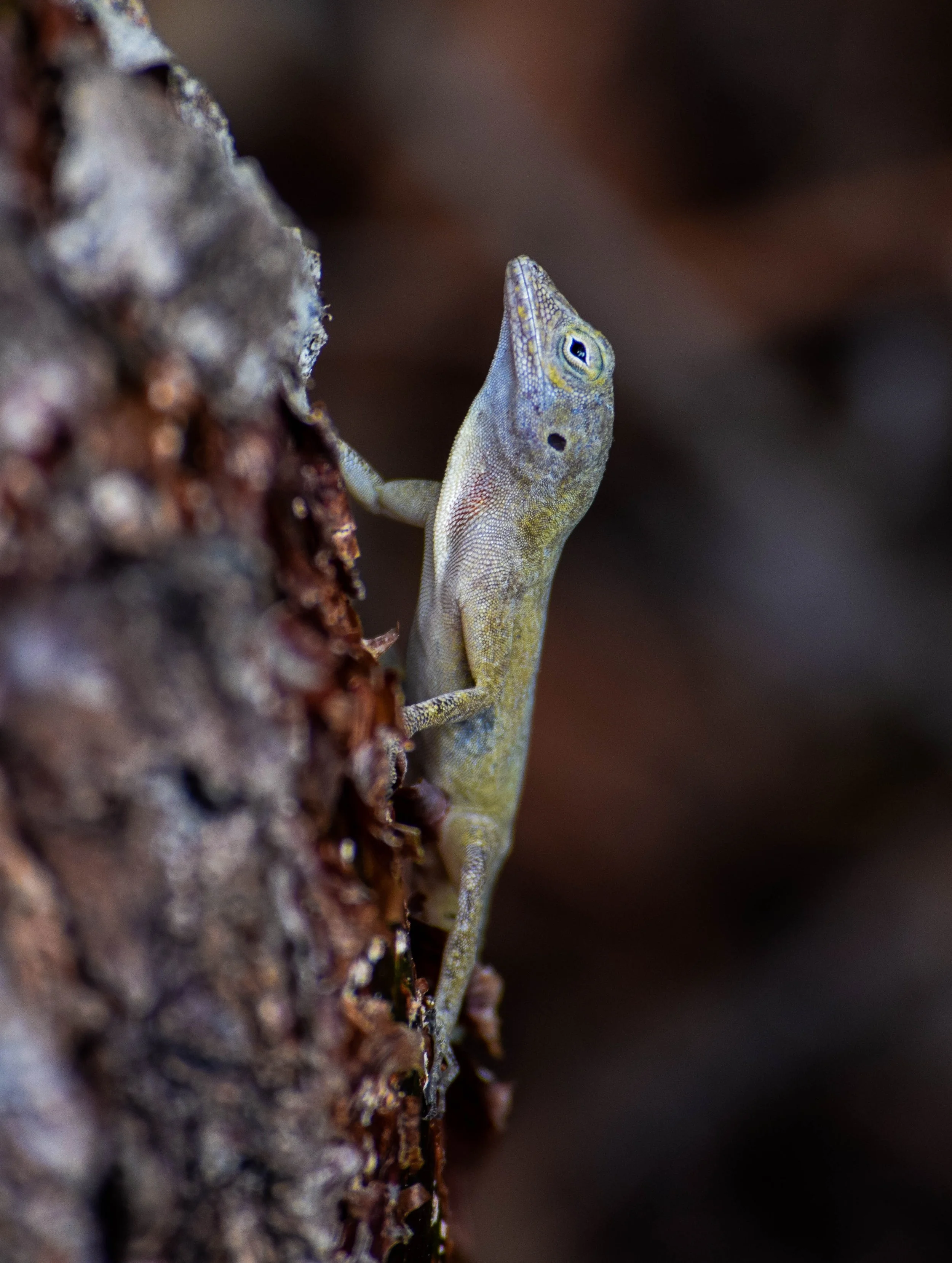 Brown Anole lizard clinging to tree bark in the natural habitat of Grand Bahama.
