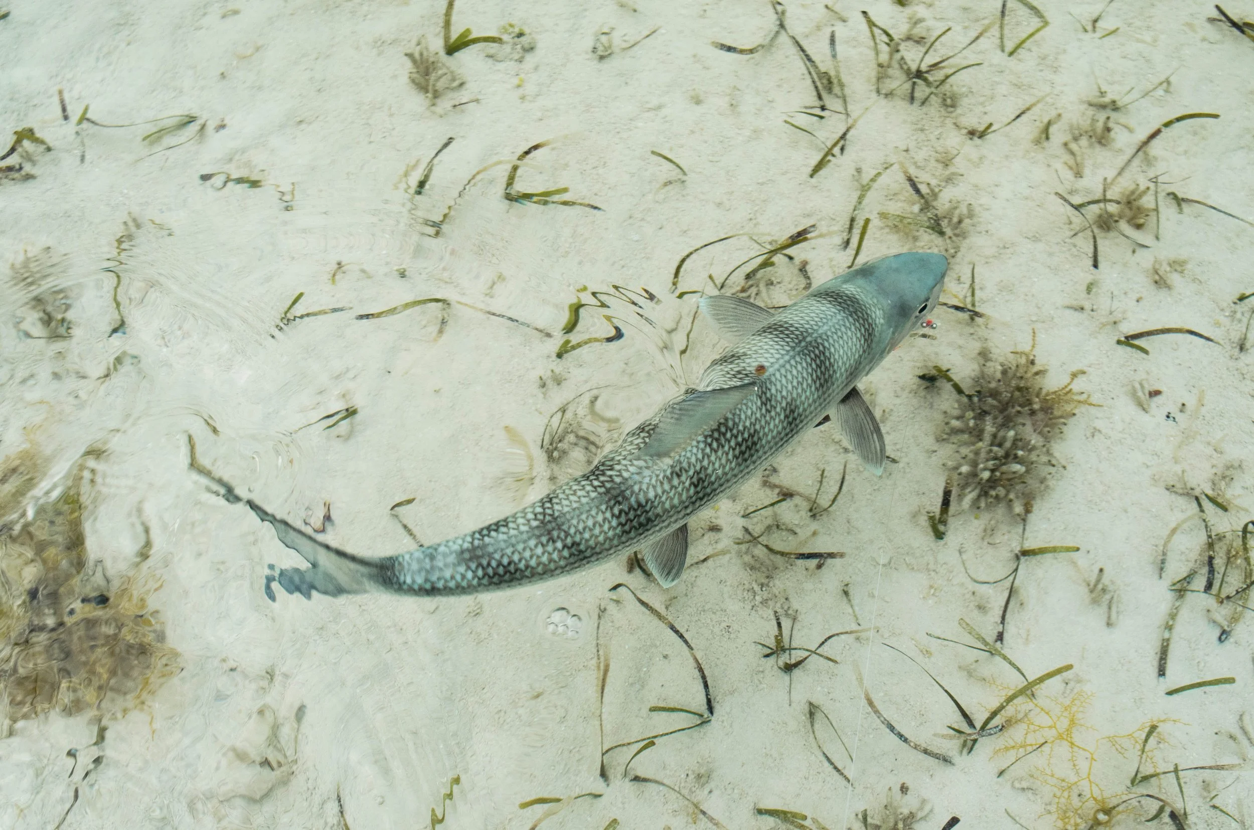 Bonefish swimming over a shallow sandy flat with seagrass in Grand Bahama, Bahamas.