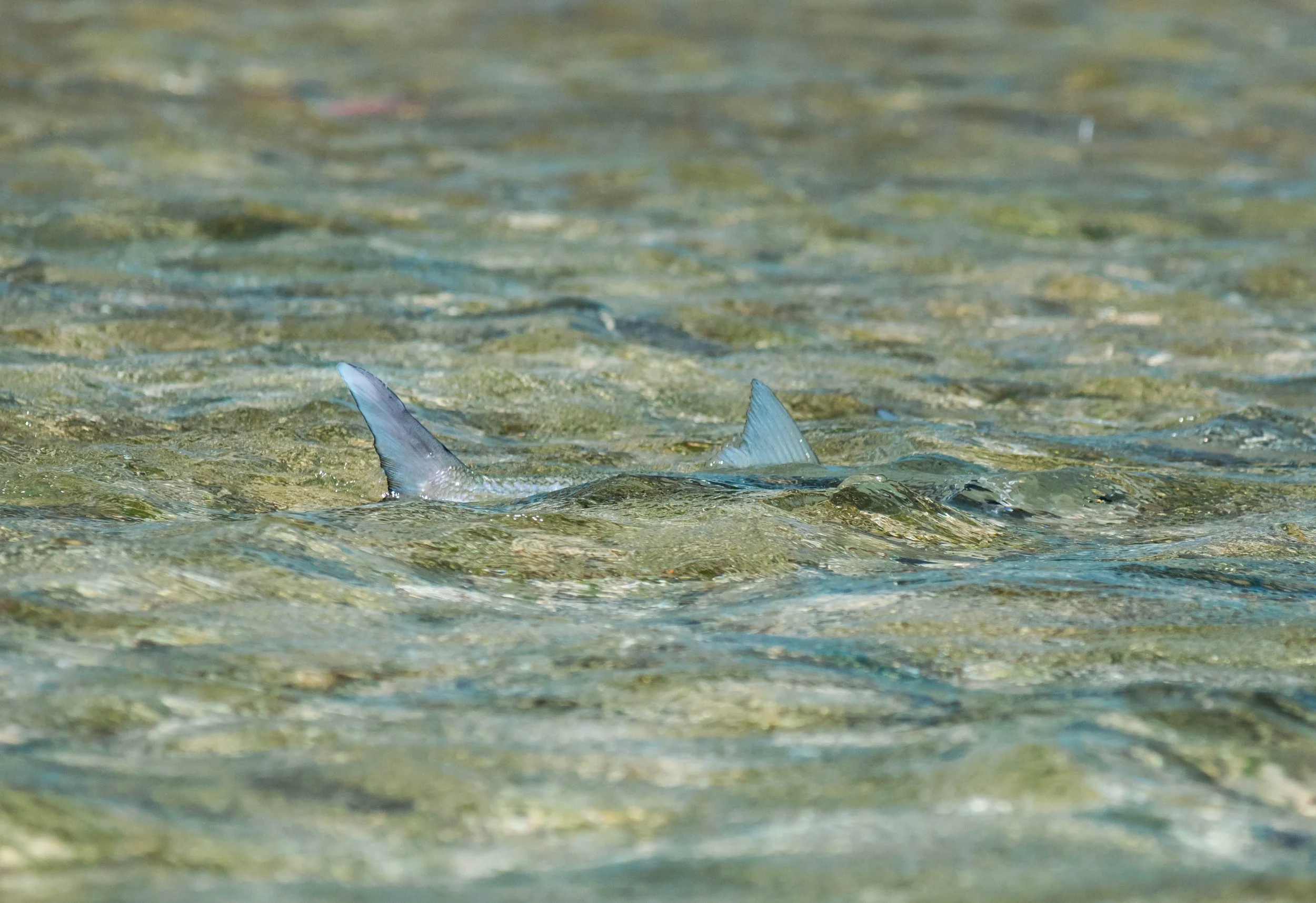 Tailing bonefish breaking the surface of a shallow flat in Grand Bahama, Bahamas.