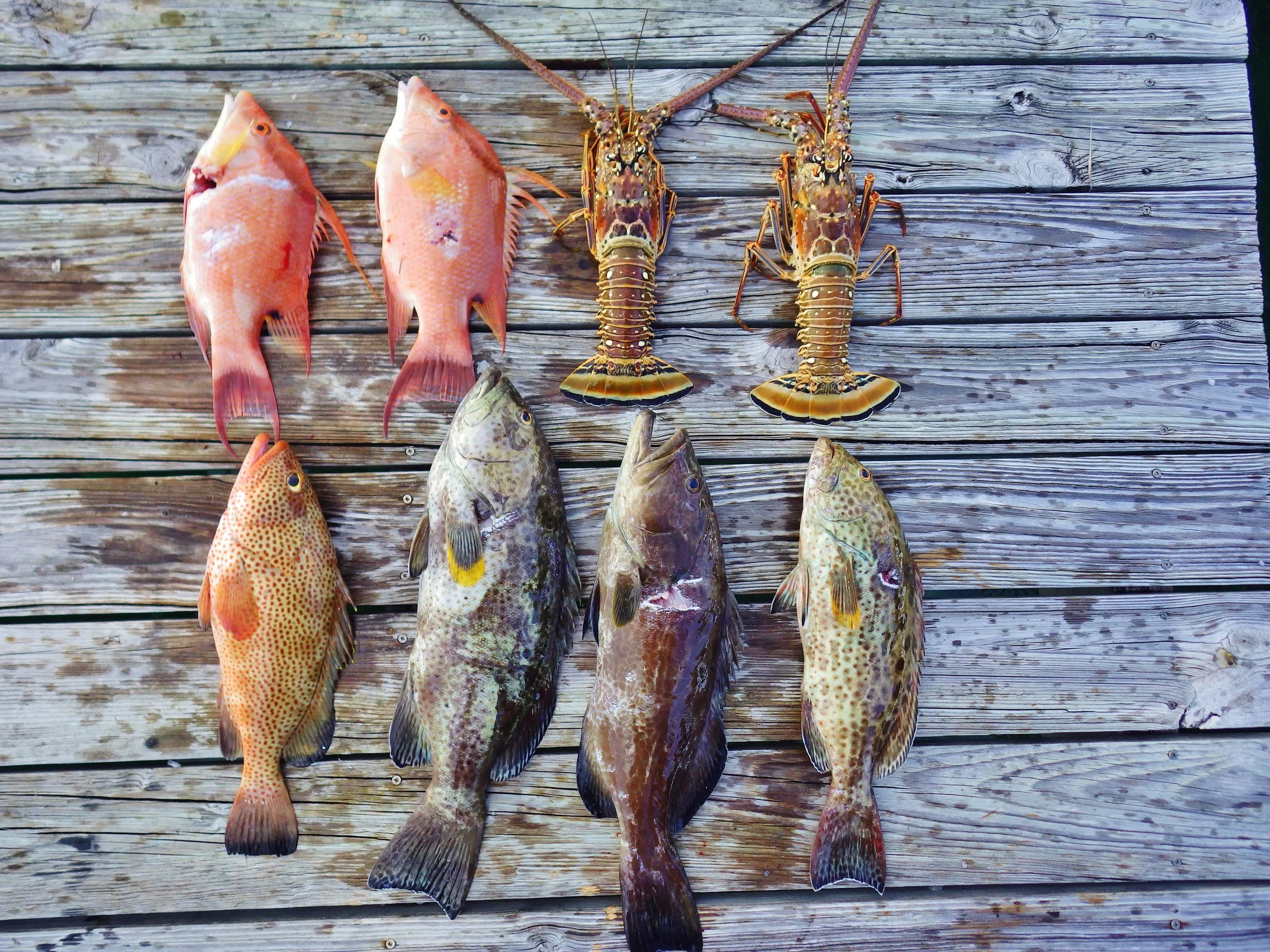 Fresh spearfishing catch including lobster, grouper, and hogfish from Grand Bahama, Bahamas.