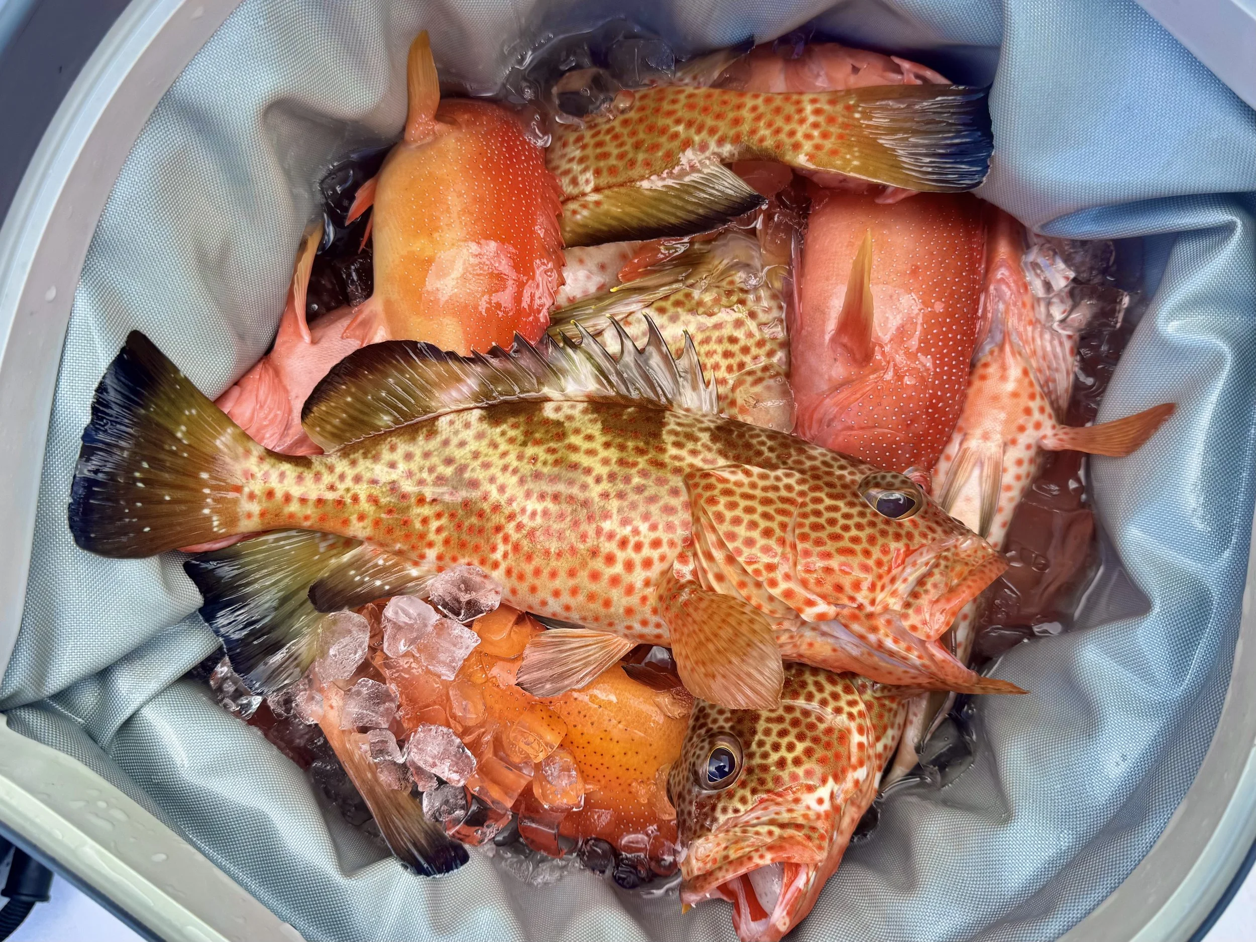 Fresh catch of snapper and grouper on ice after a reef fishing trip in Abaco, Bahamas.