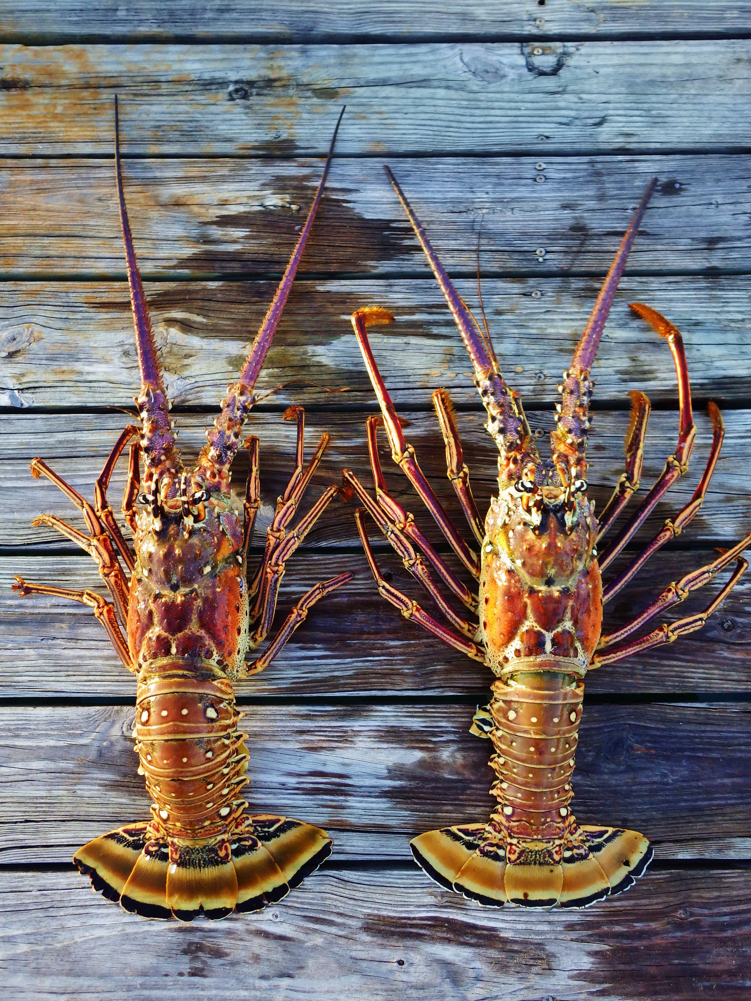 Caribbean spiny lobsters displayed after a successful lobster diving trip in The Bahamas.