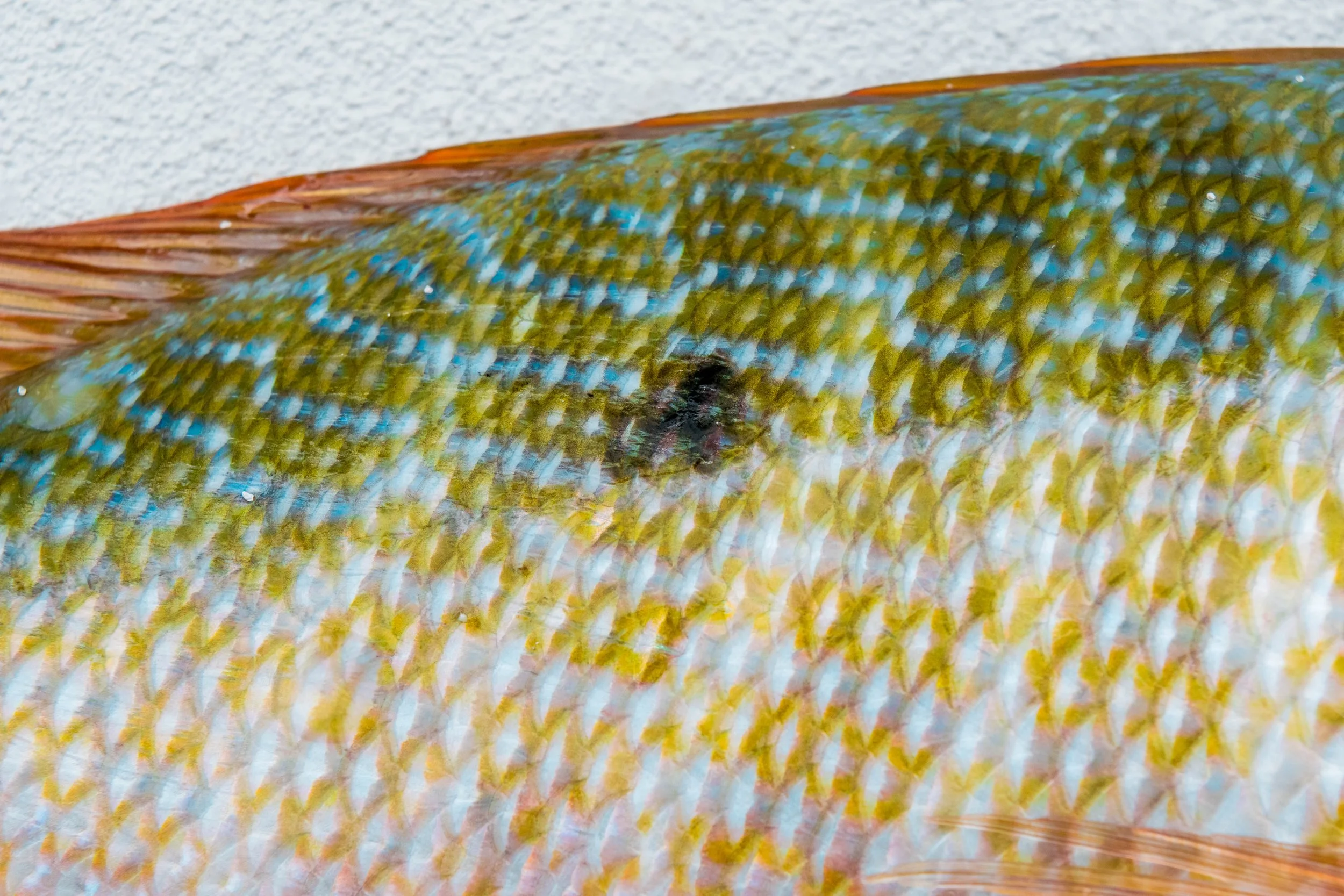 Close-up detail of the colorful scales of a mutton snapper caught in Grand Bahama.