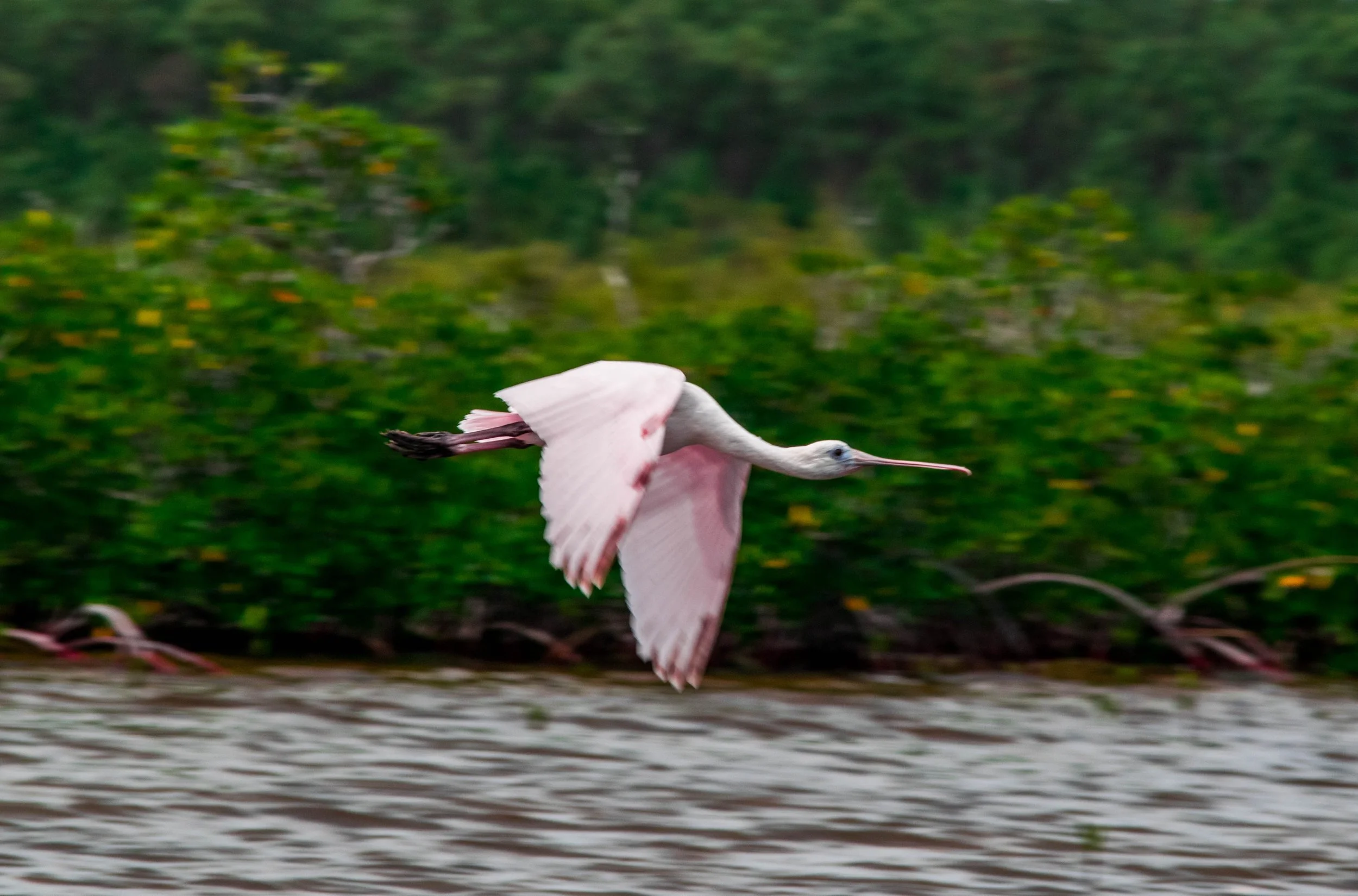 Roseate spoonbill flying over wetland habitat in Abaco.