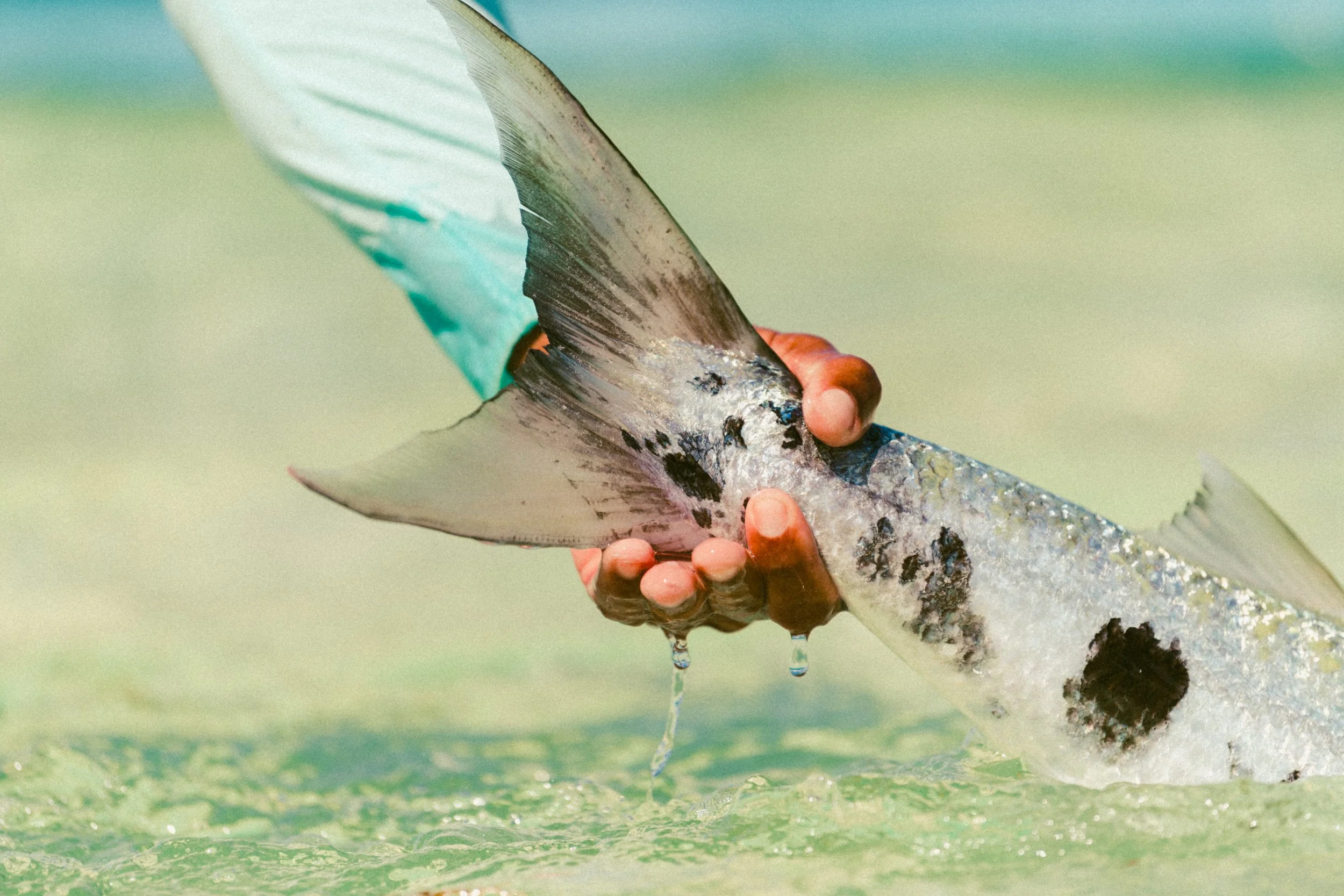Close-up of a freshly caught barracuda being held over the clear shallow waters of Grand Bahama.