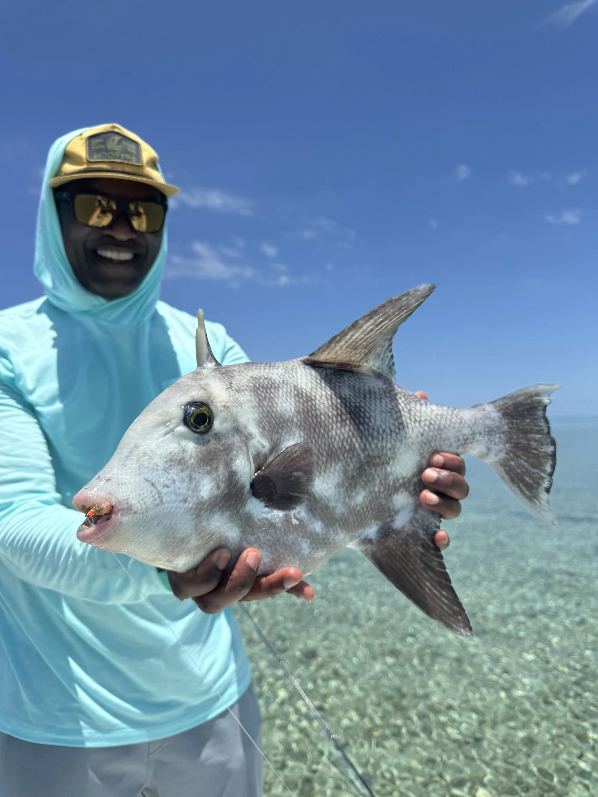 Angler holding a triggerfish during a flats fishing trip in Abaco, Bahamas.