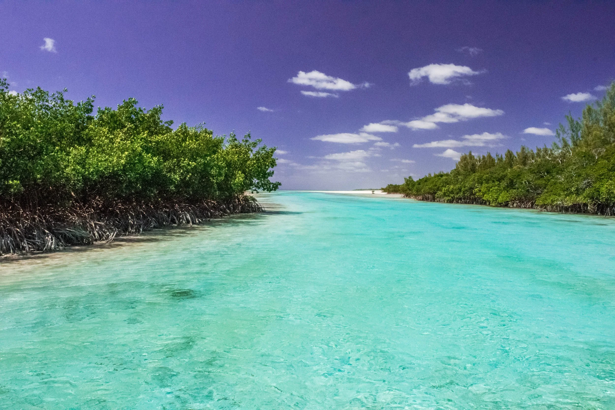 Clear turquoise mangrove creek winding through the backcountry of Grand Bahama.