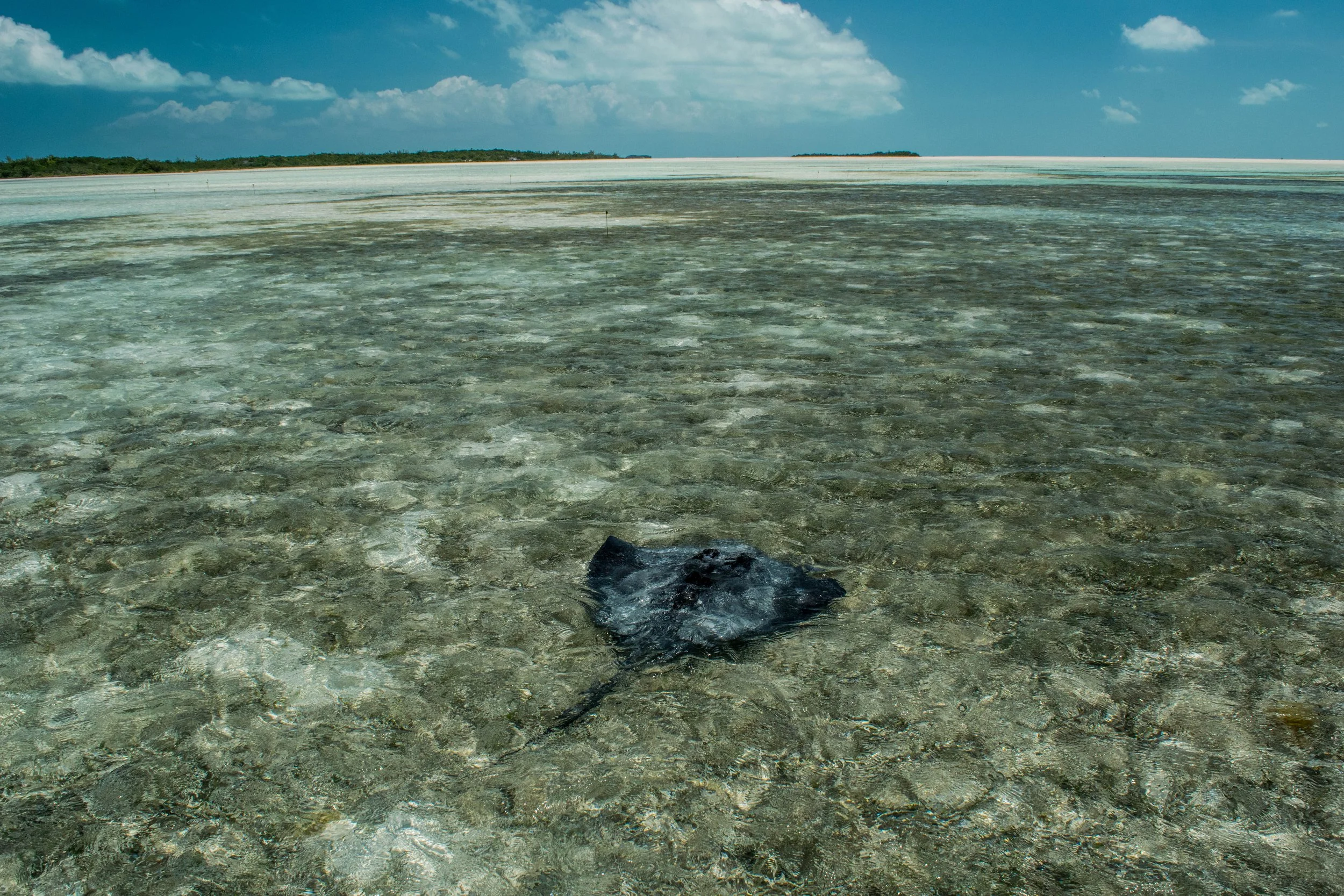 Southern stingray resting on a shallow sandy flat in Grand Bahama, Bahamas.