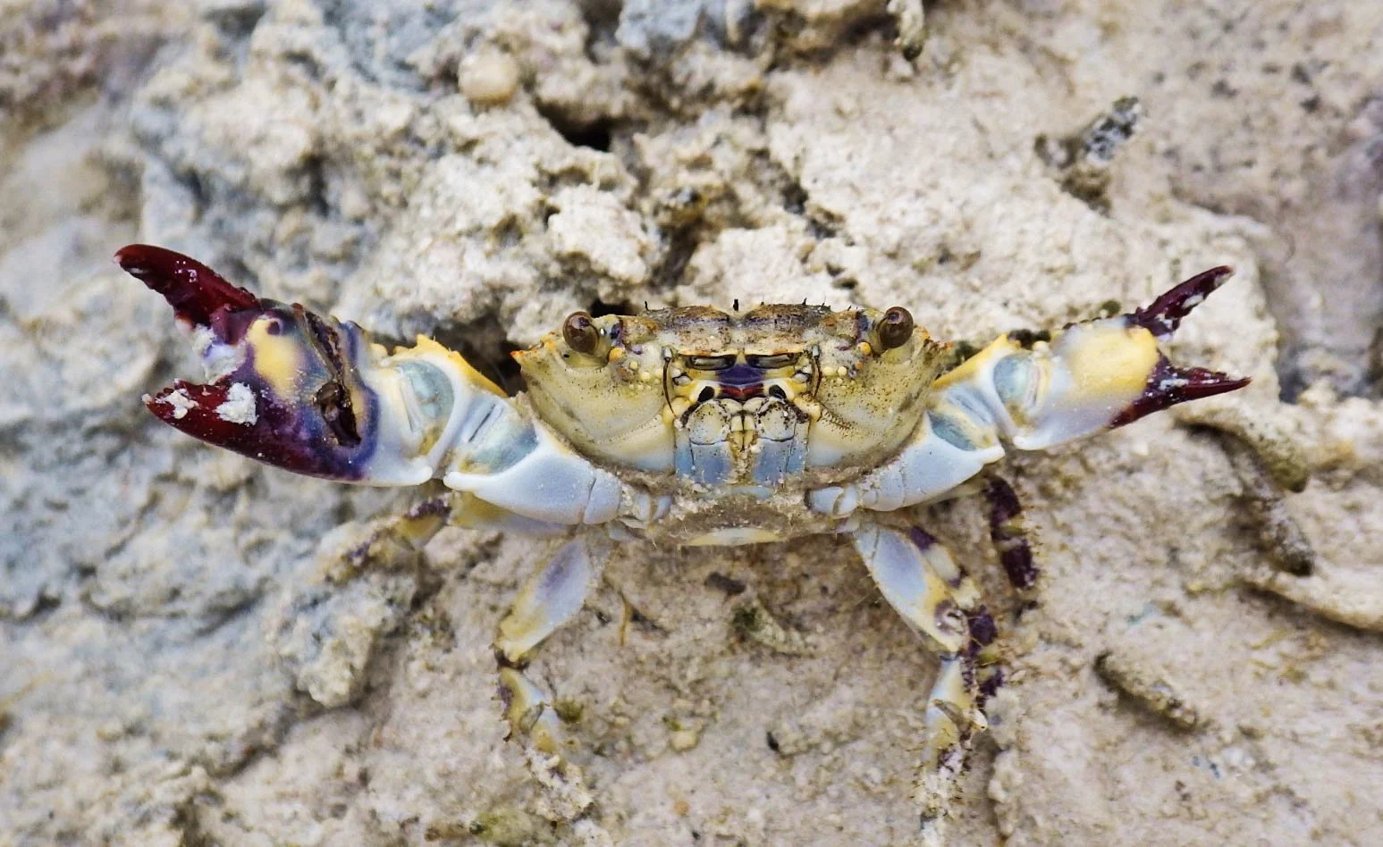 Crab on a rocky shoreline in Grand Bahama, Bahamas.