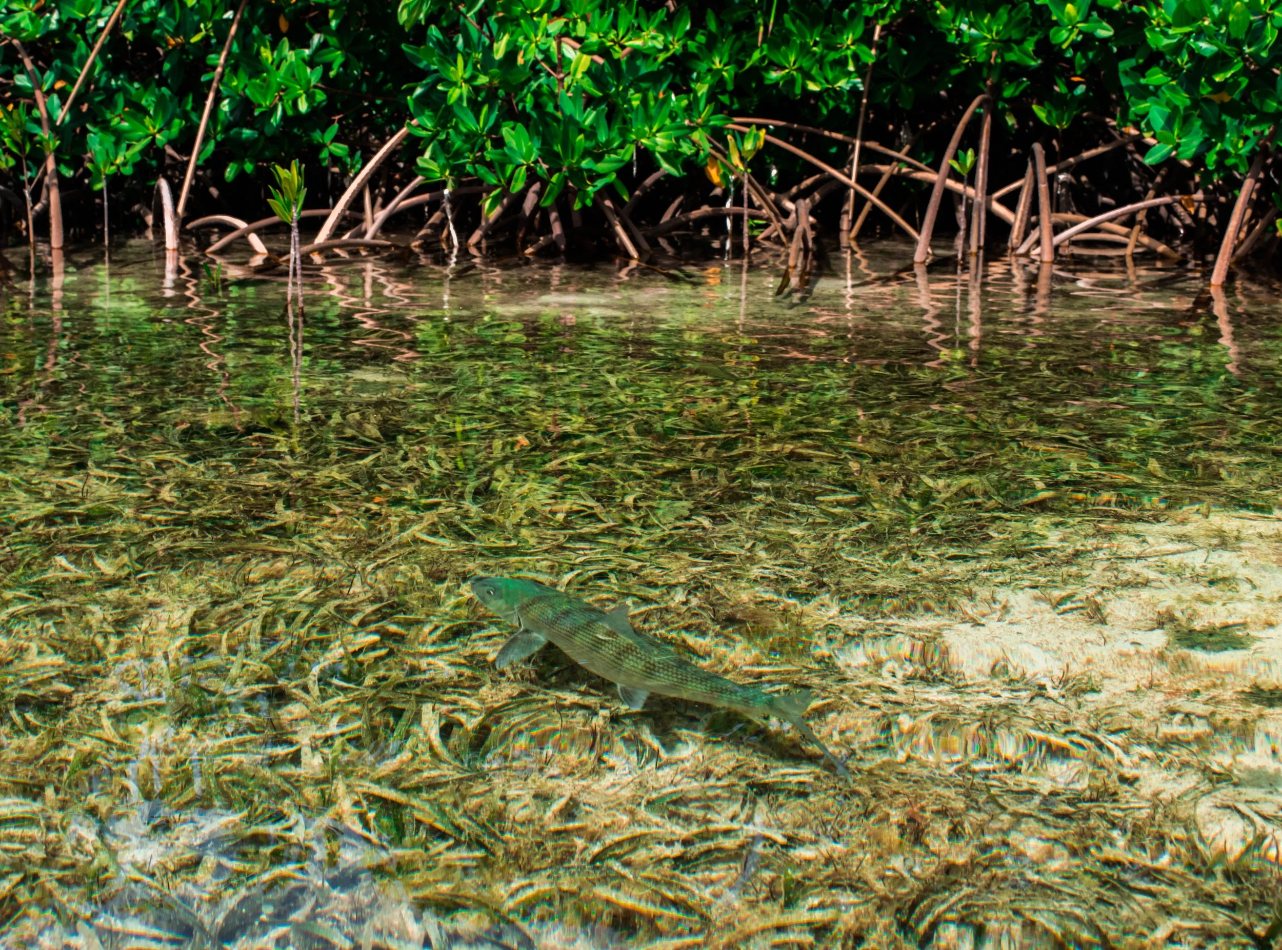 Bonefish swimming through clear shallow water beside mangrove habitat in Grand Bahama, Bahamas.