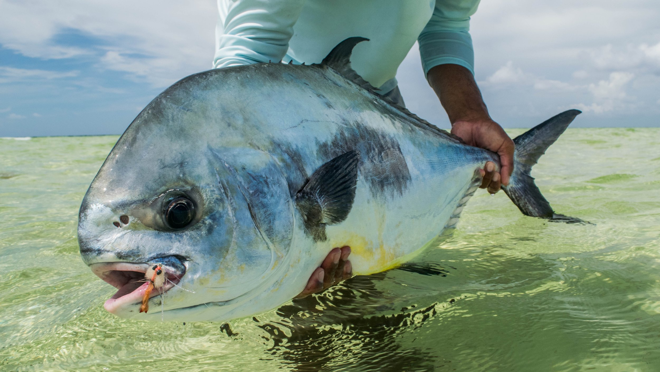 Large permit caught while flats fishing in Grand Bahama, Bahamas.