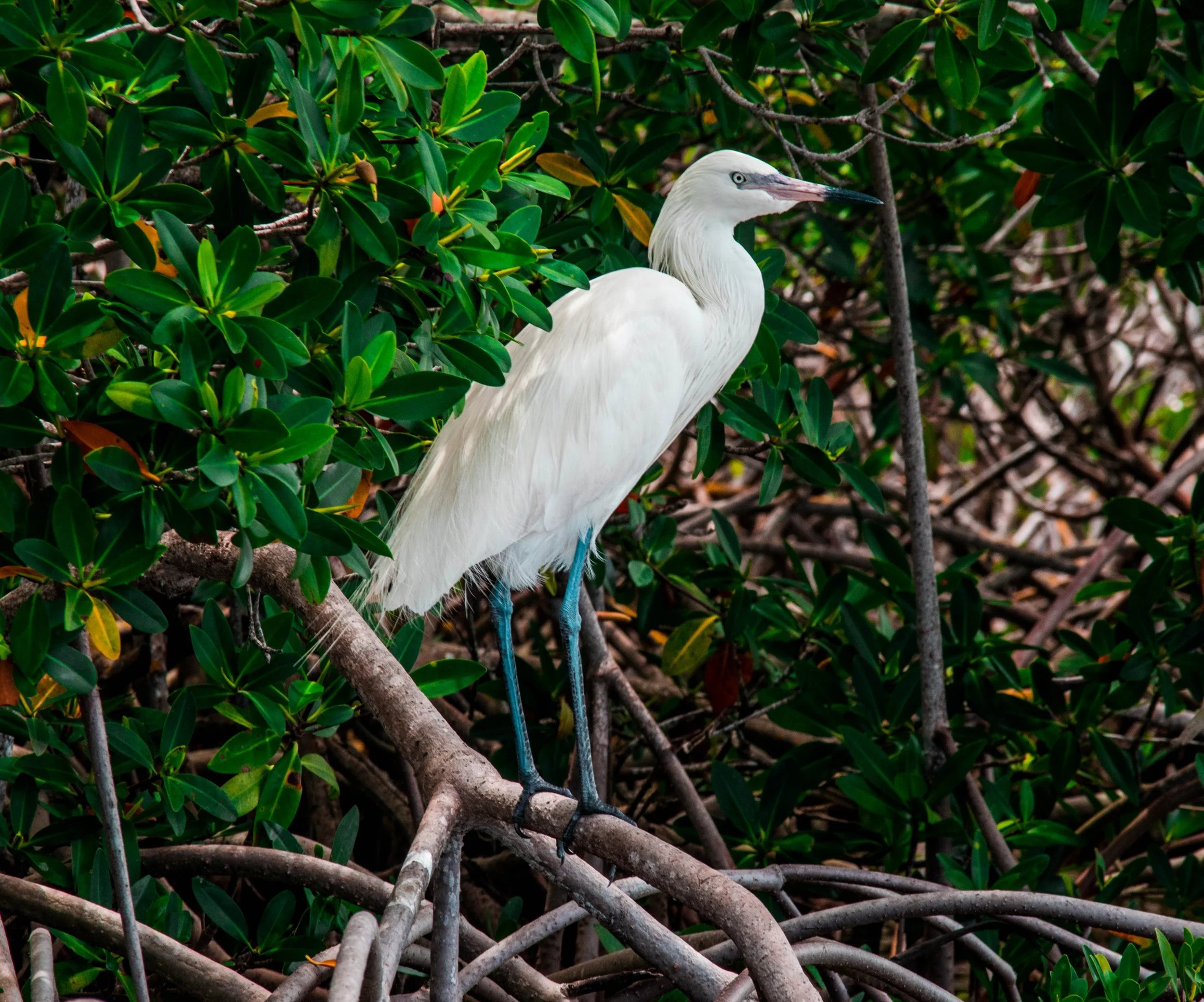 Reddish egret perched among mangroves Abaco, Bahamas.