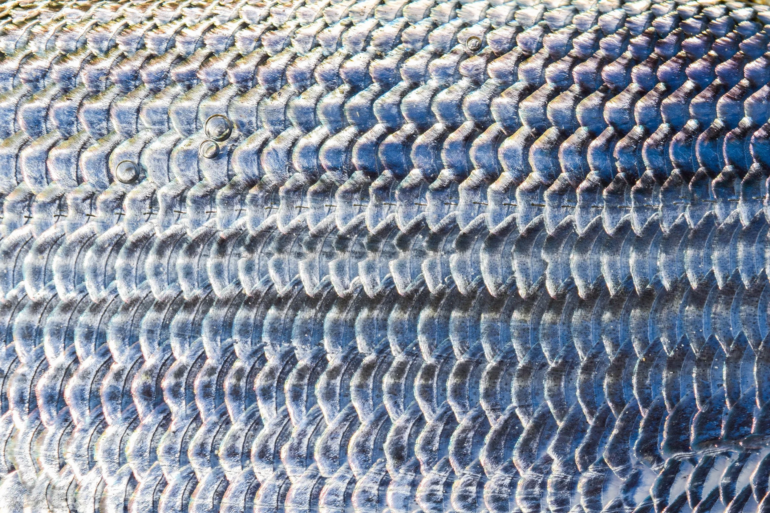 Close-up detail of the silver scales of a bonefish caught on the flats of Grand Bahama.