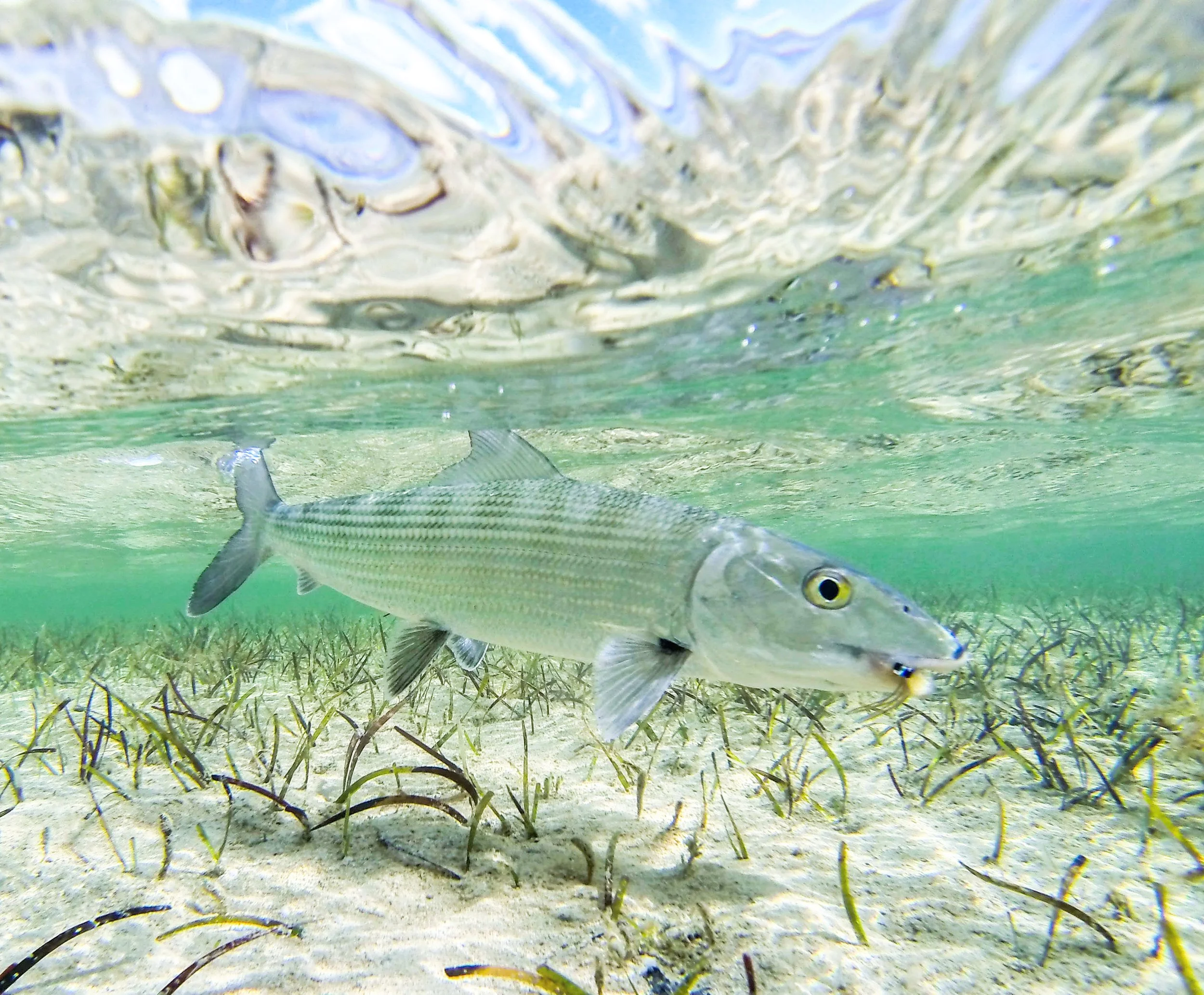 Bonefish swimming in the turquoise shallow flats of Grand Bahama, Bahamas.