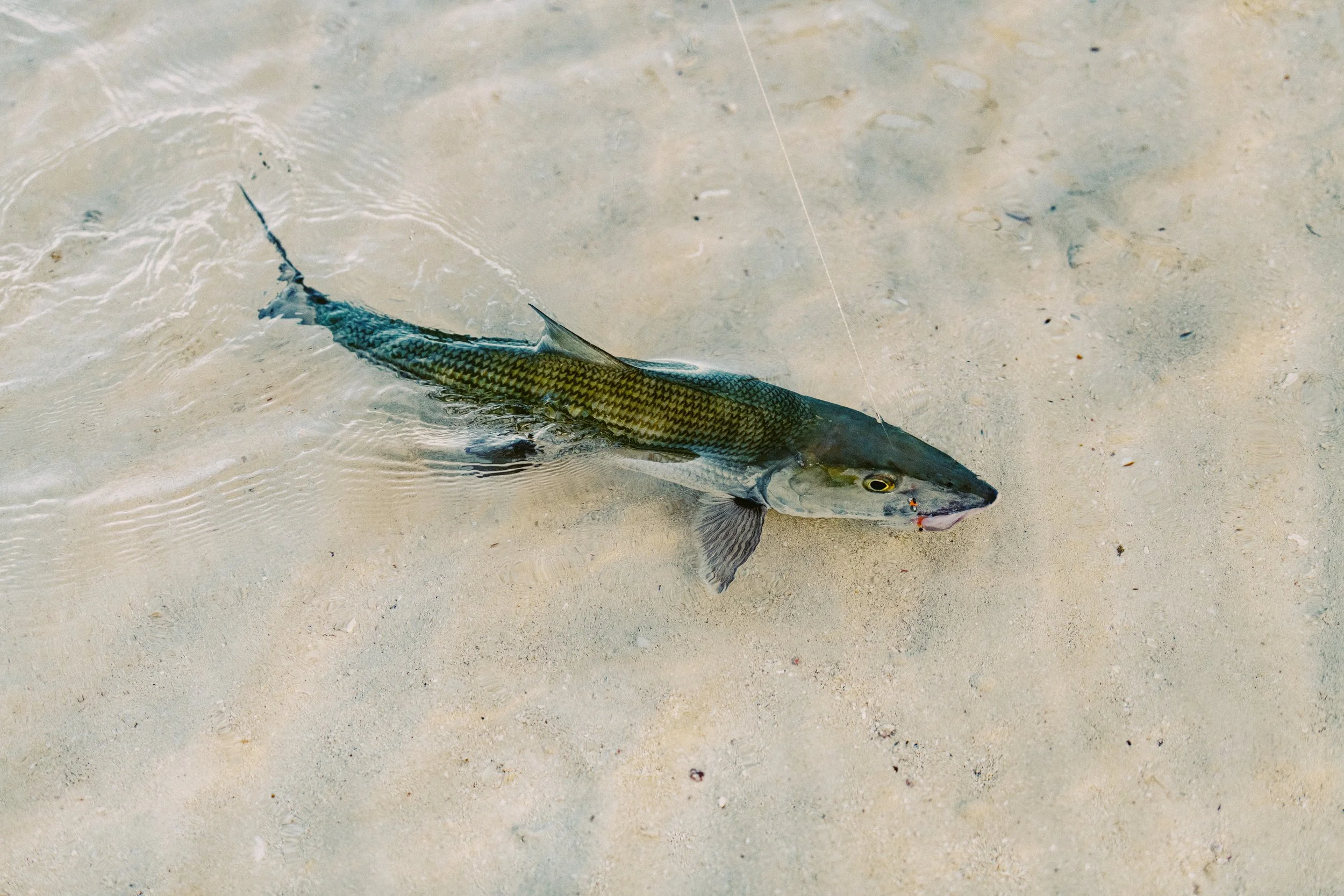 Bonefish swimming across a shallow sandy flat in Grand Bahama, Bahamas.