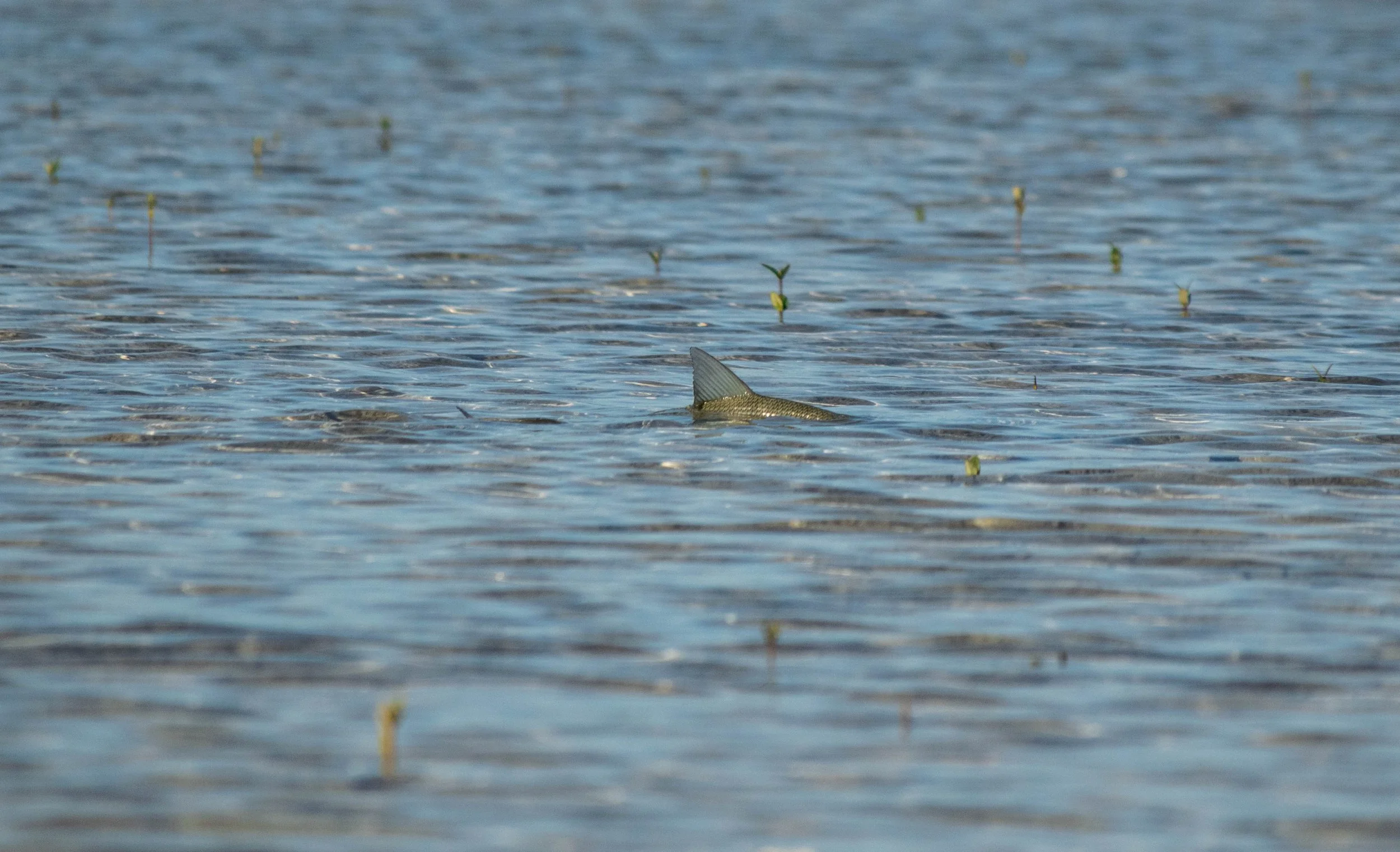 Tailing bonefishfish moving across a shallow flat in Grand Bahama, Bahamas.