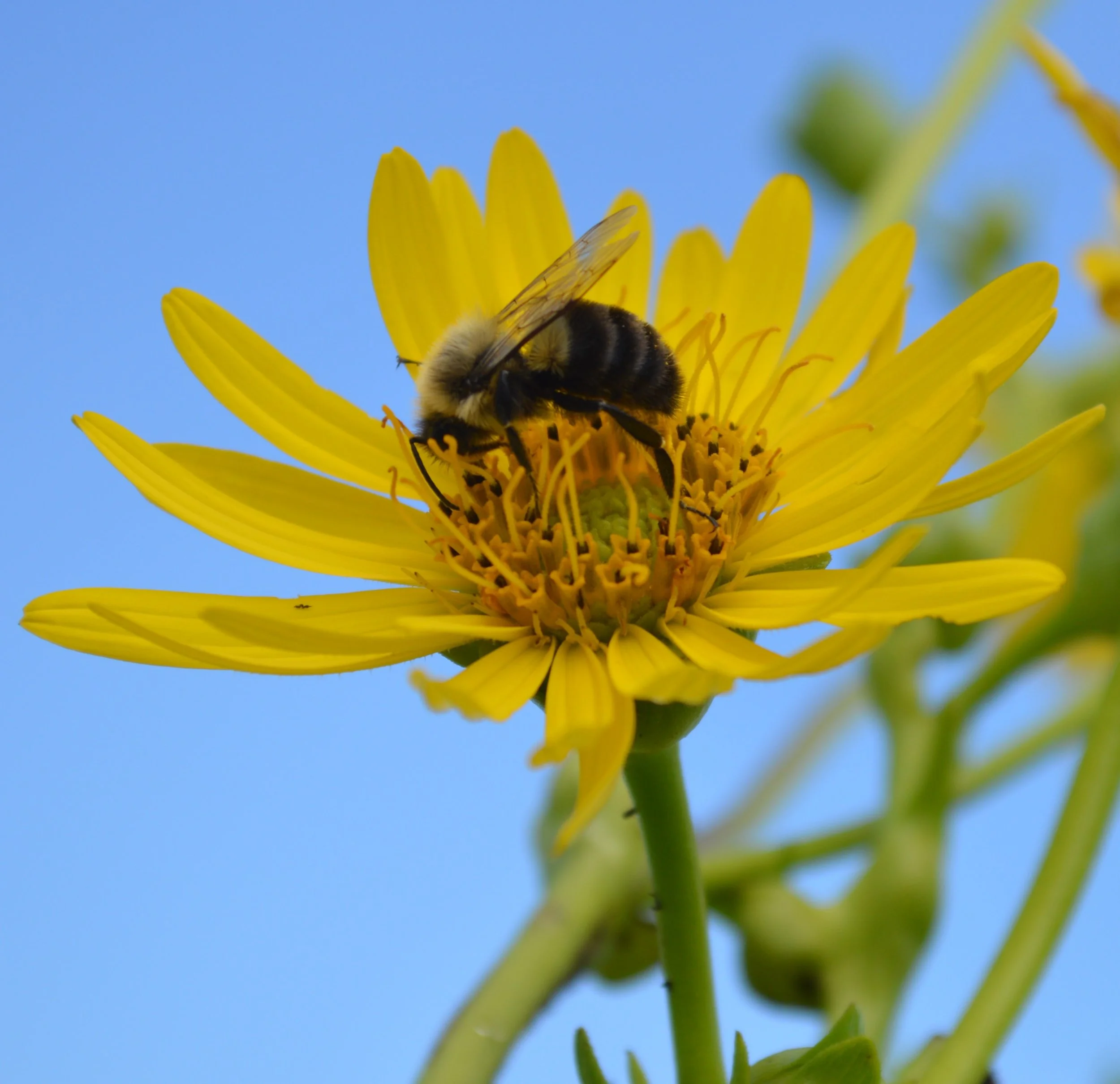 Not a Rose Garden: The Work Illinois Needs