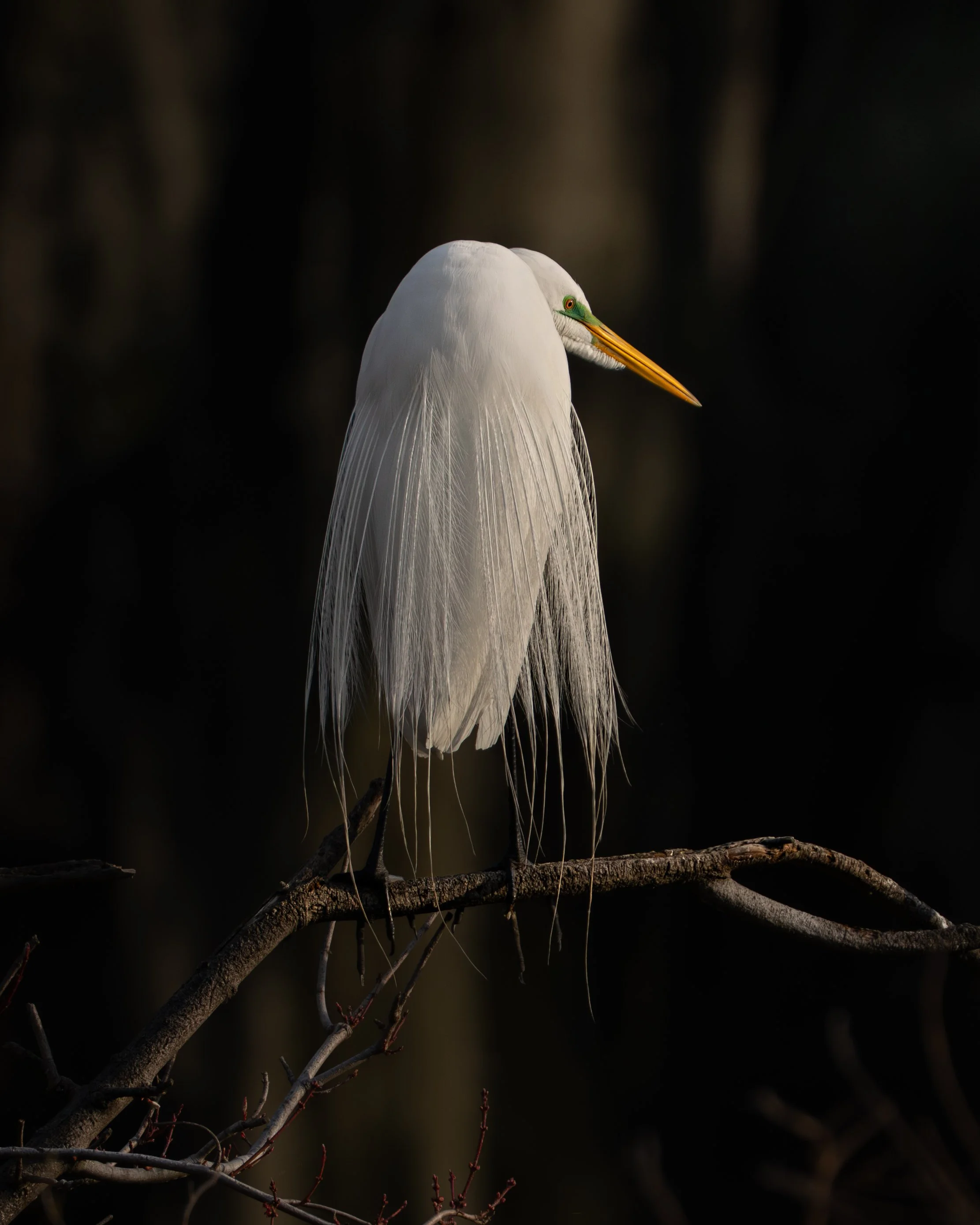 egretchillin.JPG