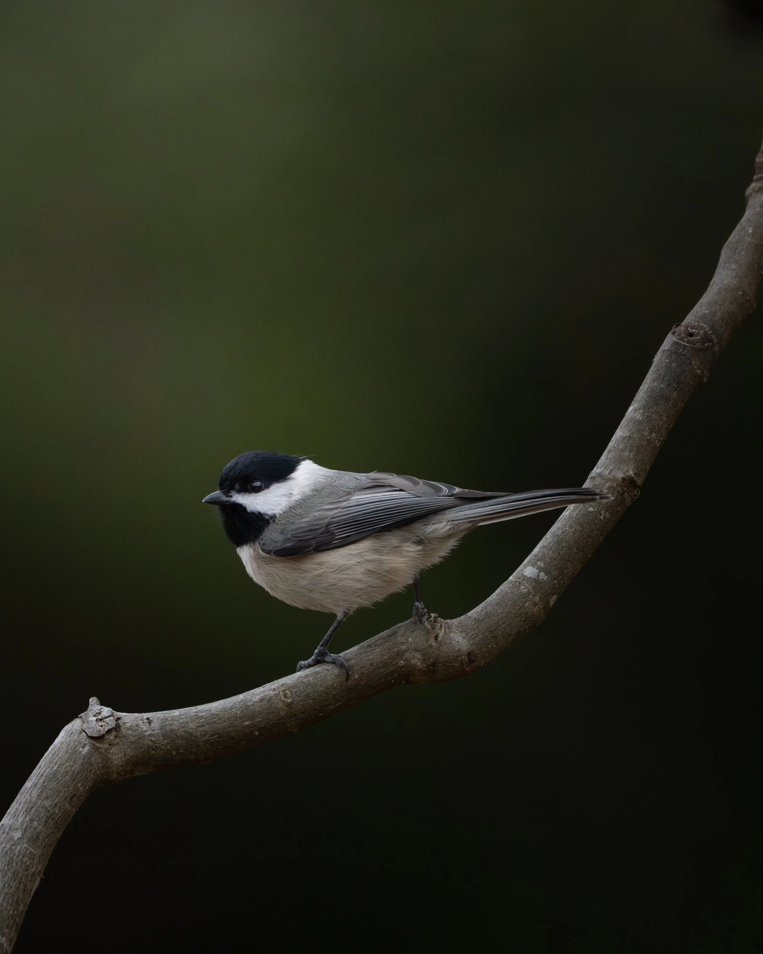 bird on a stick officially donzo.JPG