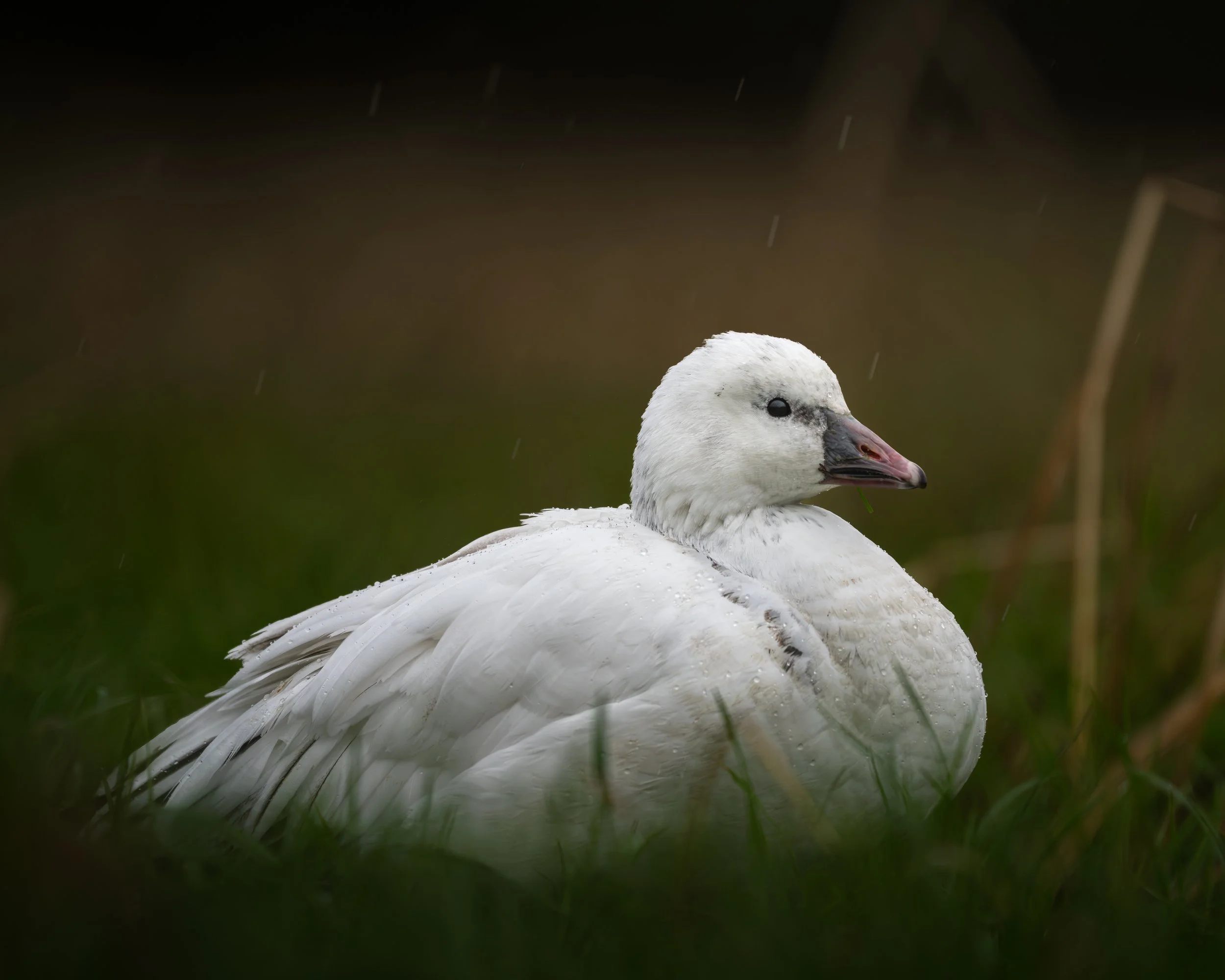 Ross' Goose in Prosperity, SC