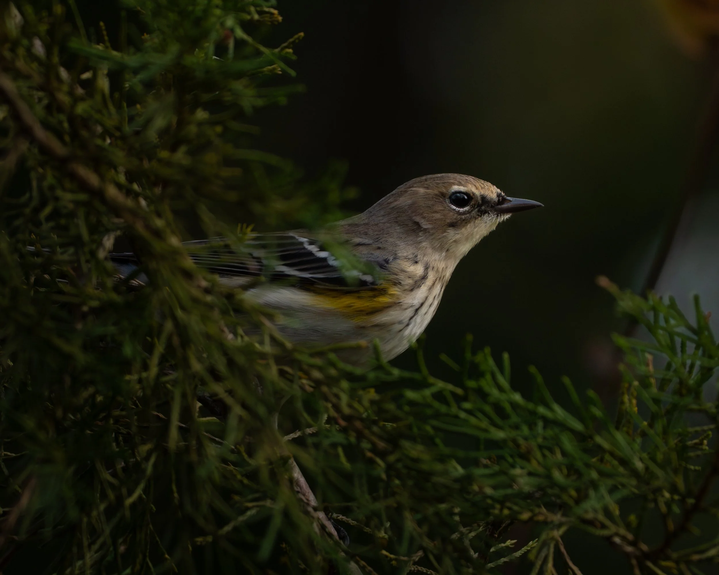 Real photographers...