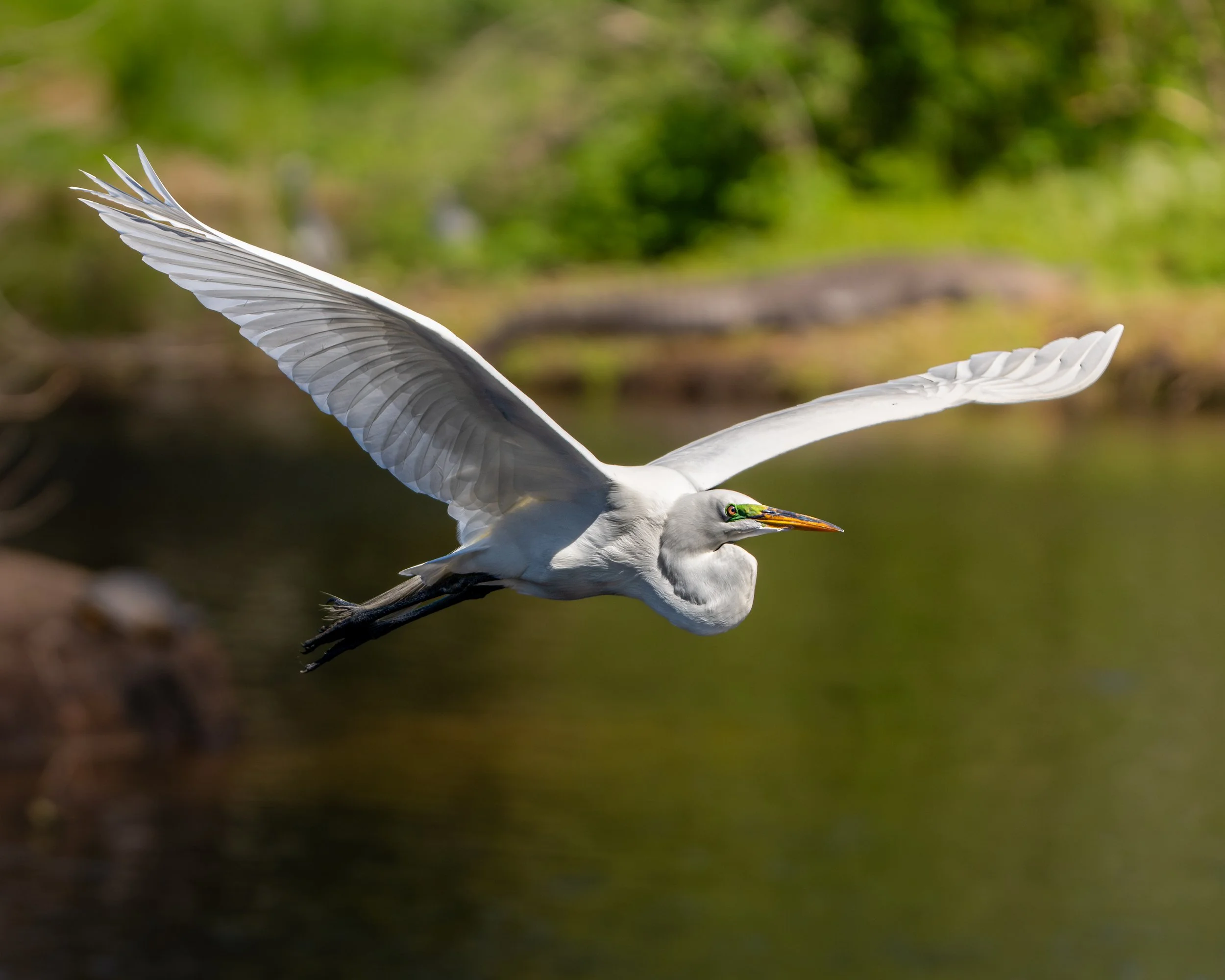 Egret at Cypress Wetlands, Port Royal, SC