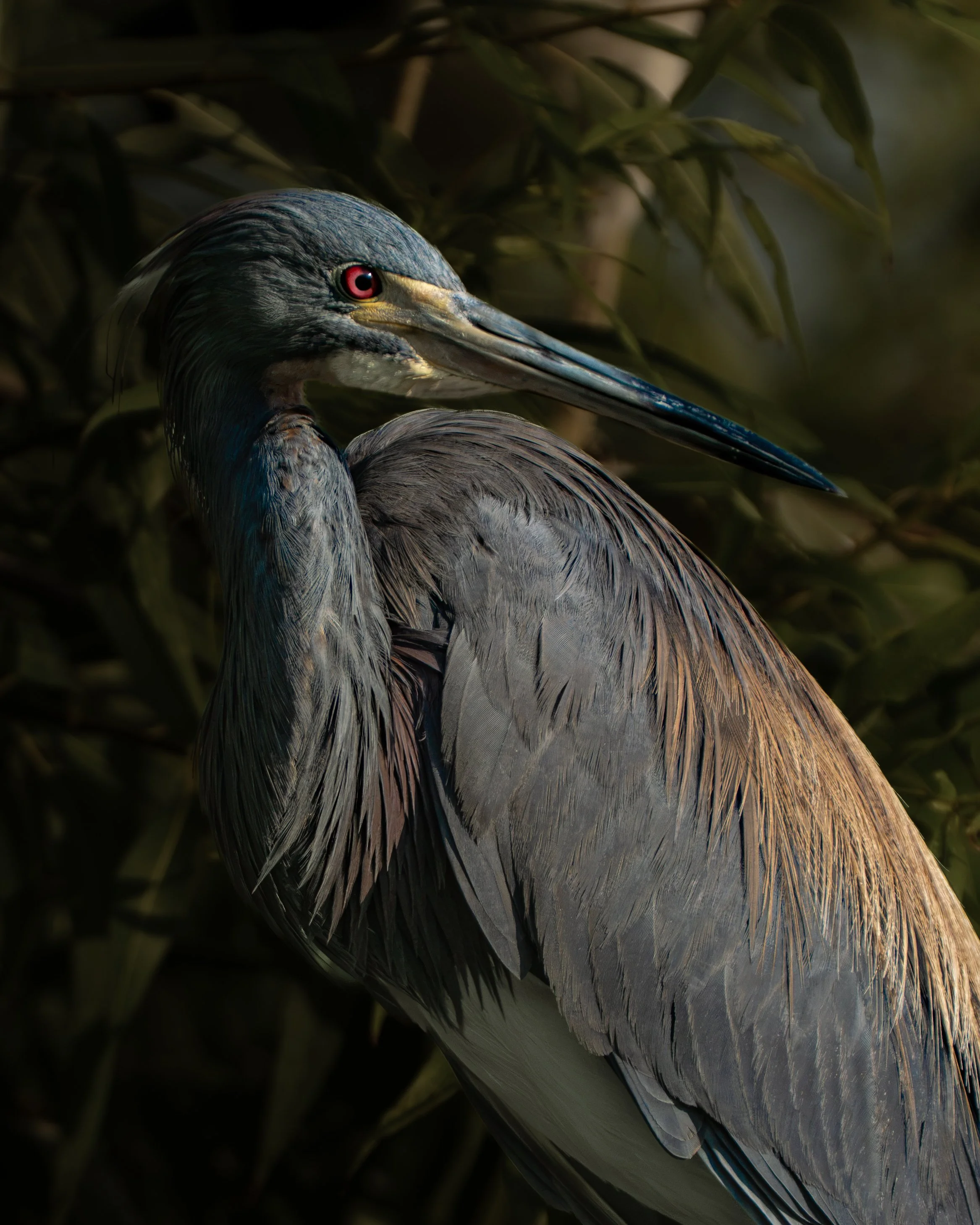 Tri-Colored Heron at Cypress Wetlands, Port Royal, SC