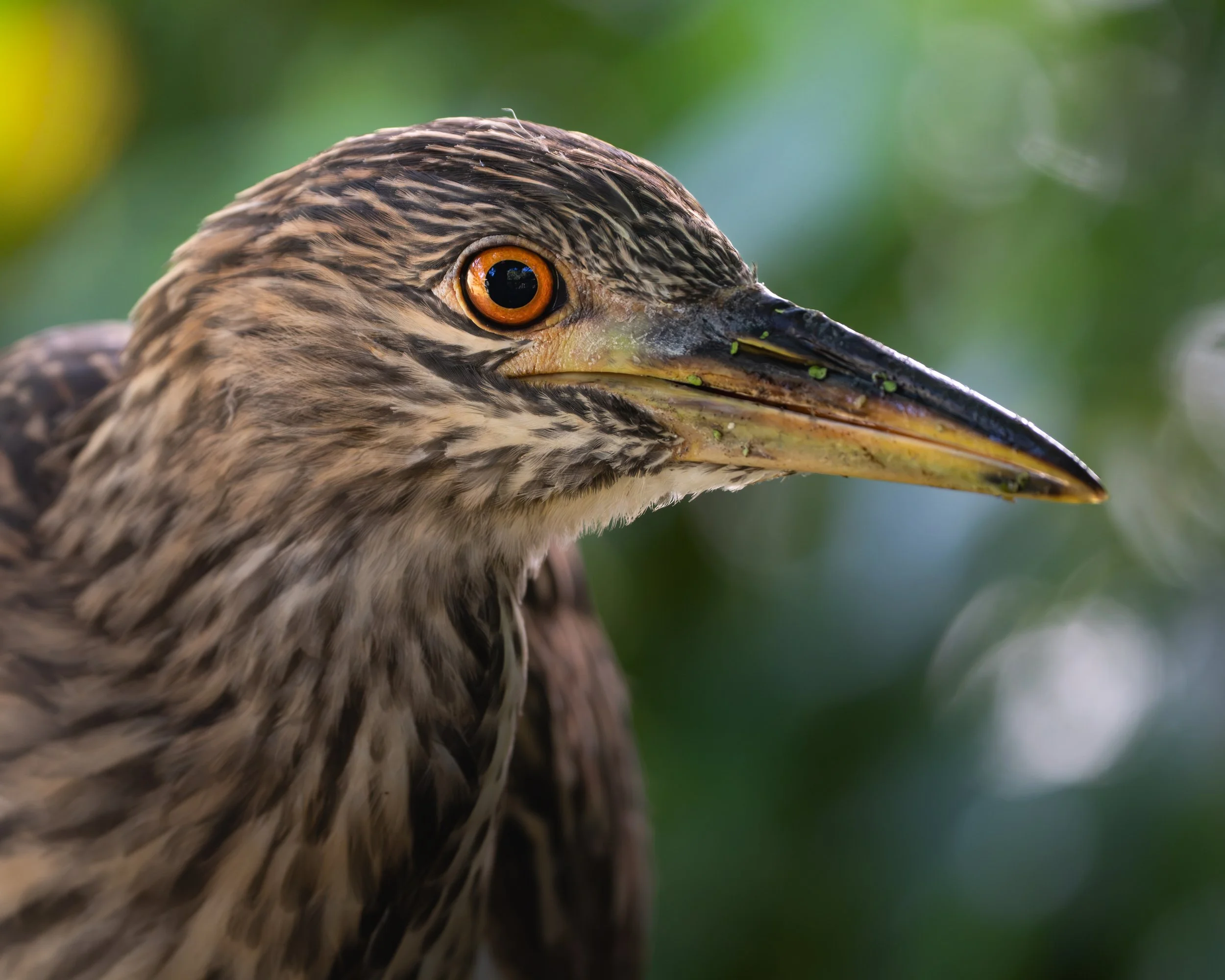 Juvenile Heron at Cypress Wetlands, Port Royal, SC