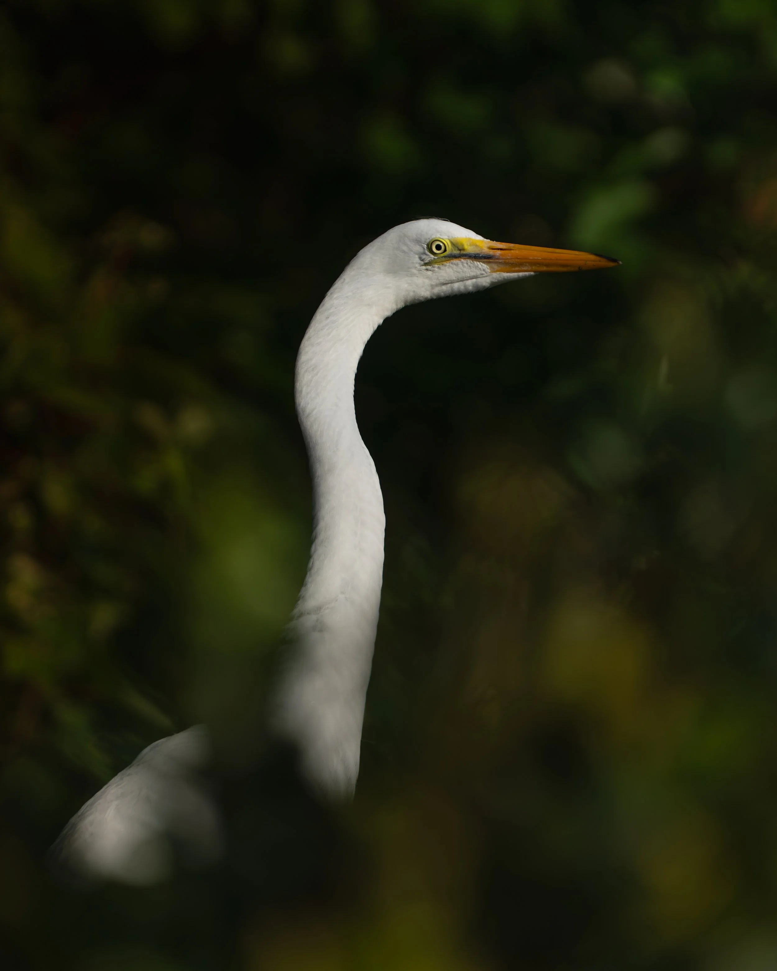 Egret at Cypress Wetlands, Port Royal, SC