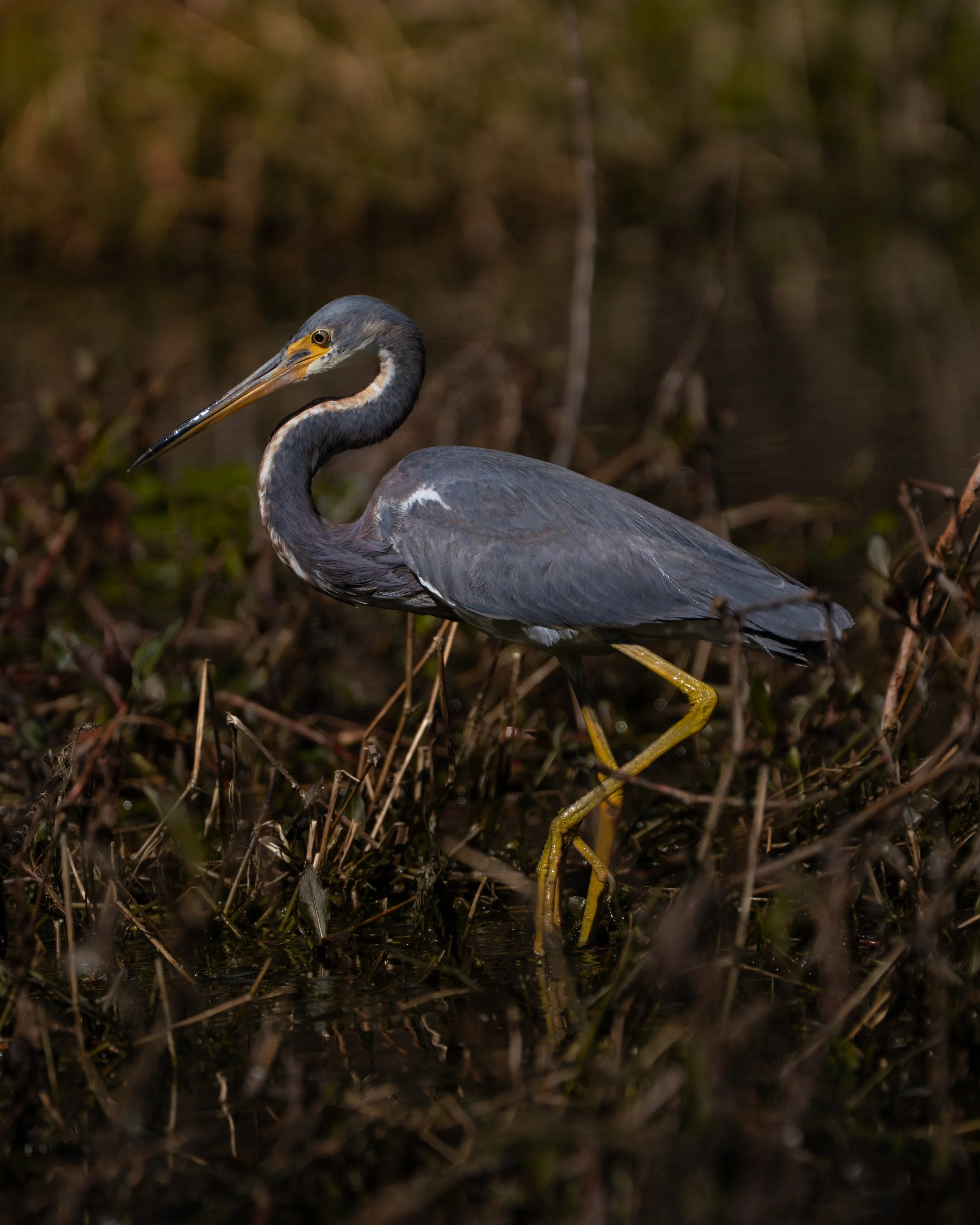 cypresswetlands-3.JPG