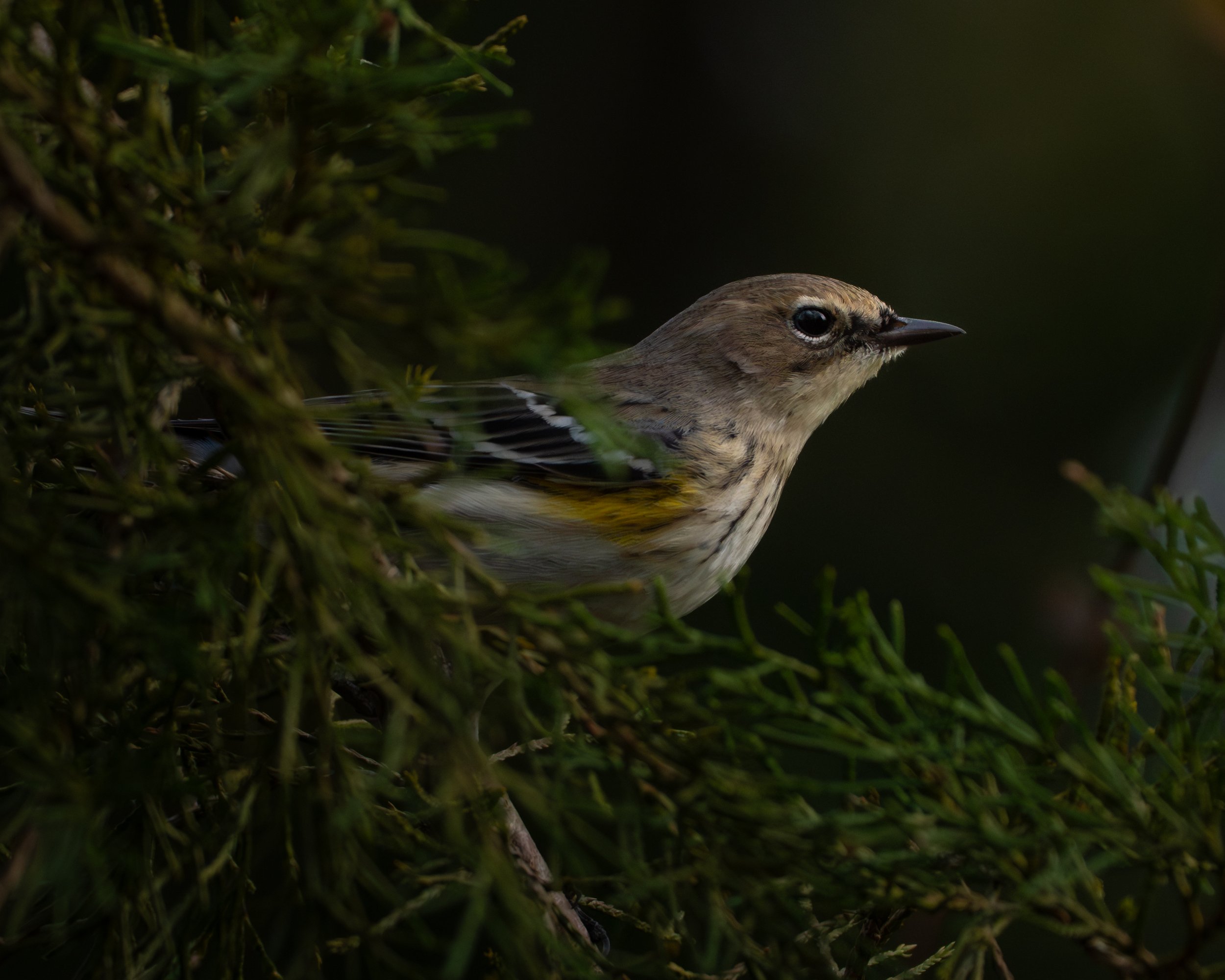 Yellow-Rumped Warbler in Prosperity, SC
