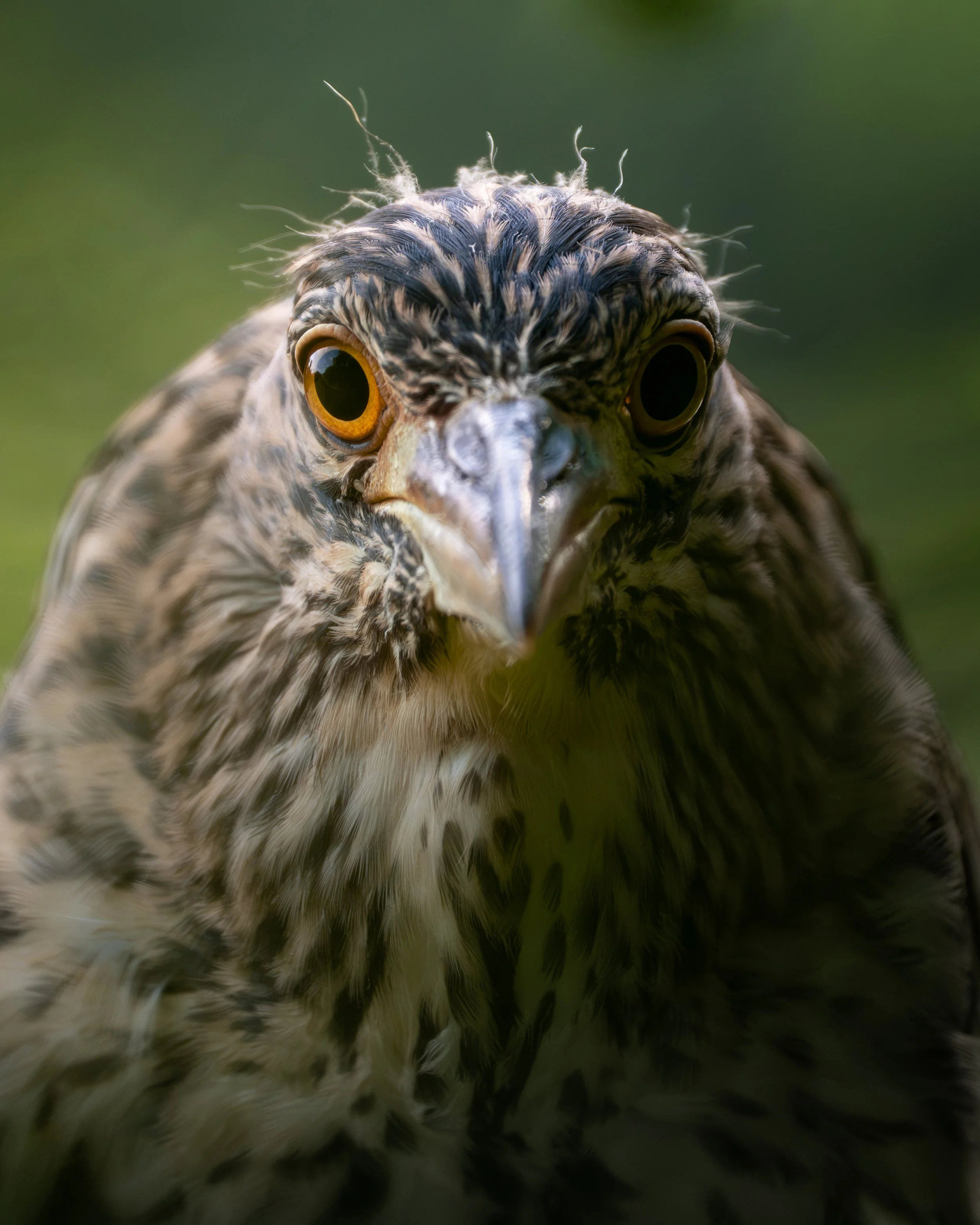 Juvenile Heron at Cypress Wetlands, Port Royal, SC