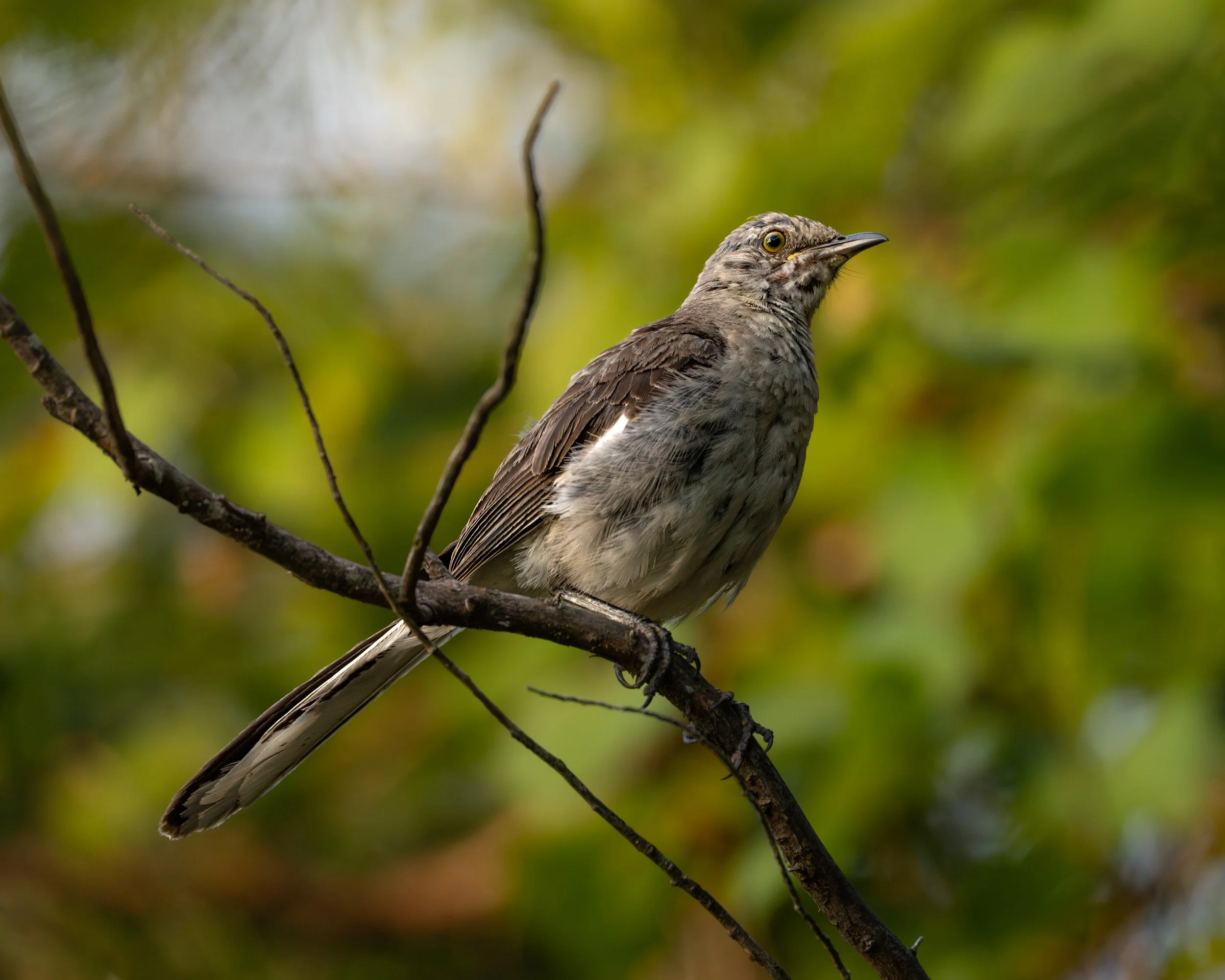 Mockingbird at Dreher Island, SC