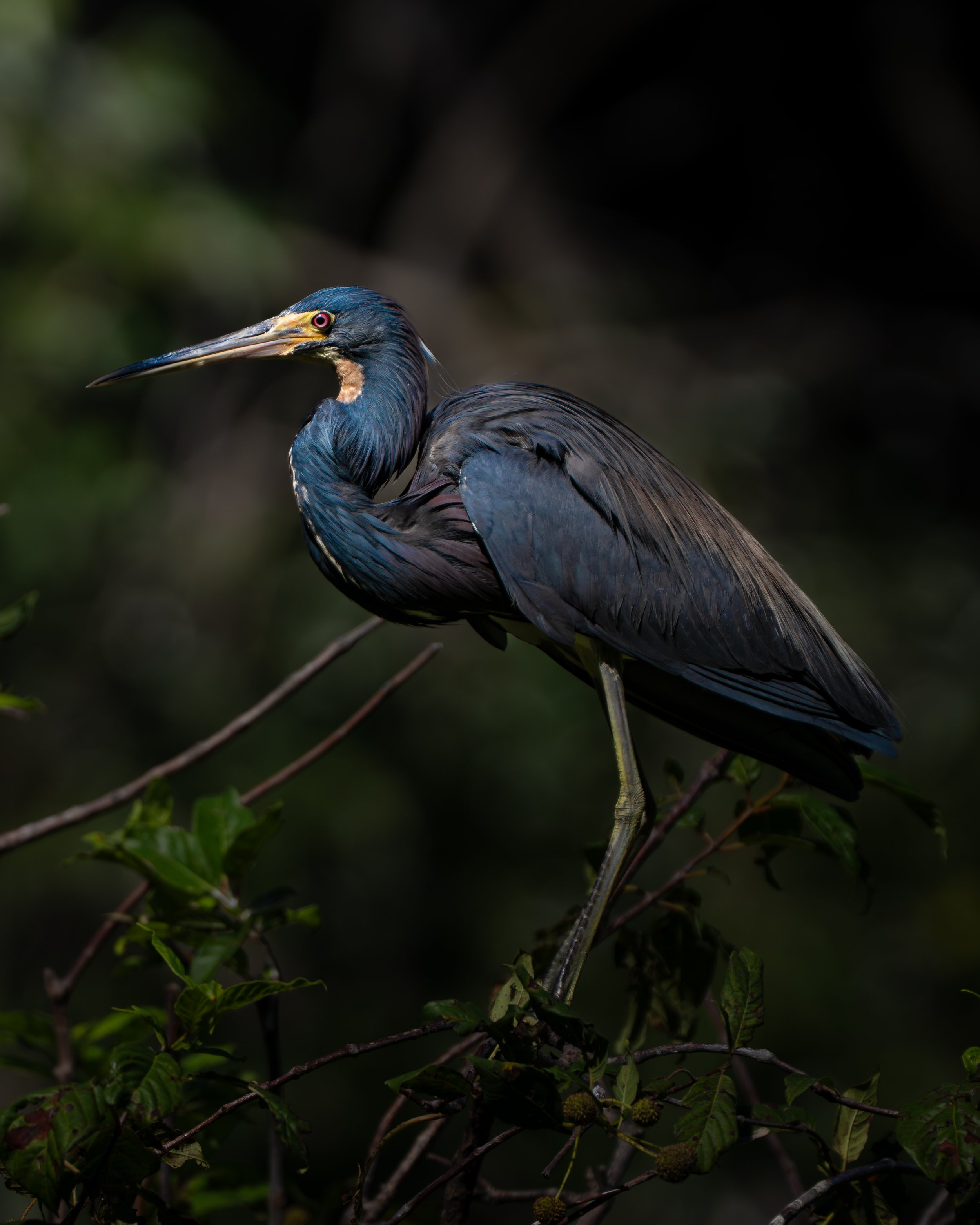 wetlands-5.JPG