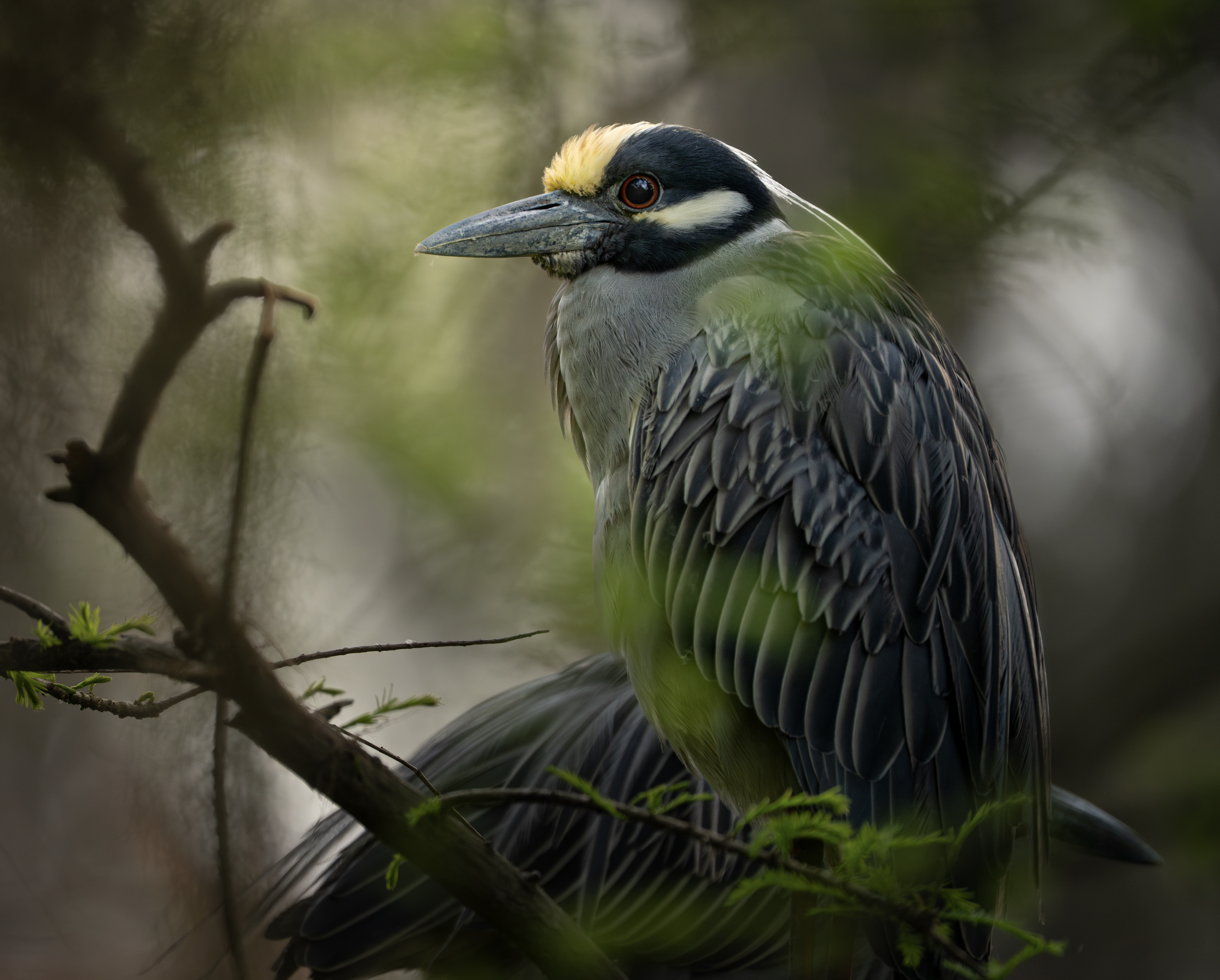 Yellow Crowned Night Heron at Cypress Wetlands, Port Royal, SC