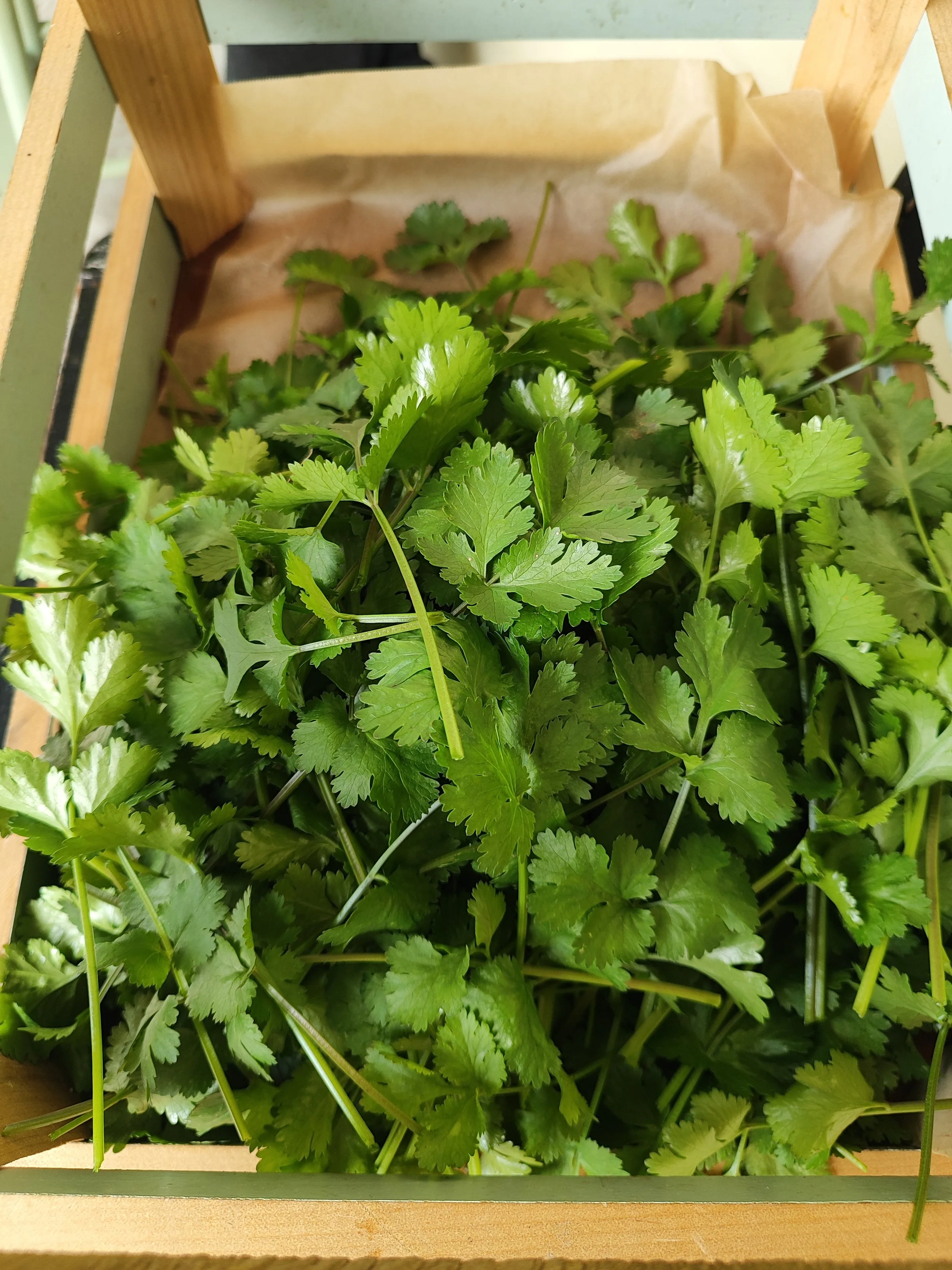 Coriander