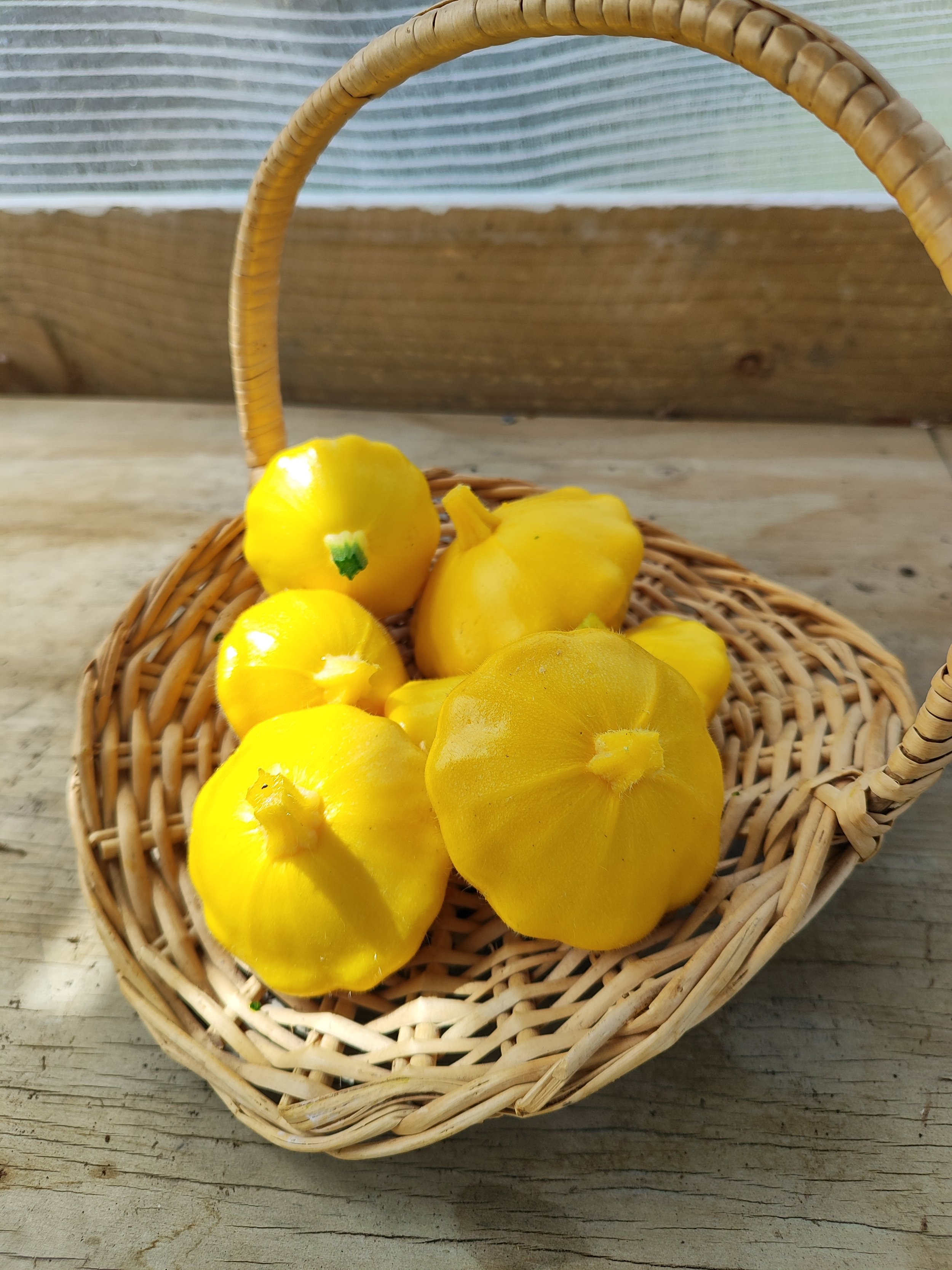 Scallopini (Pattypan Squash)