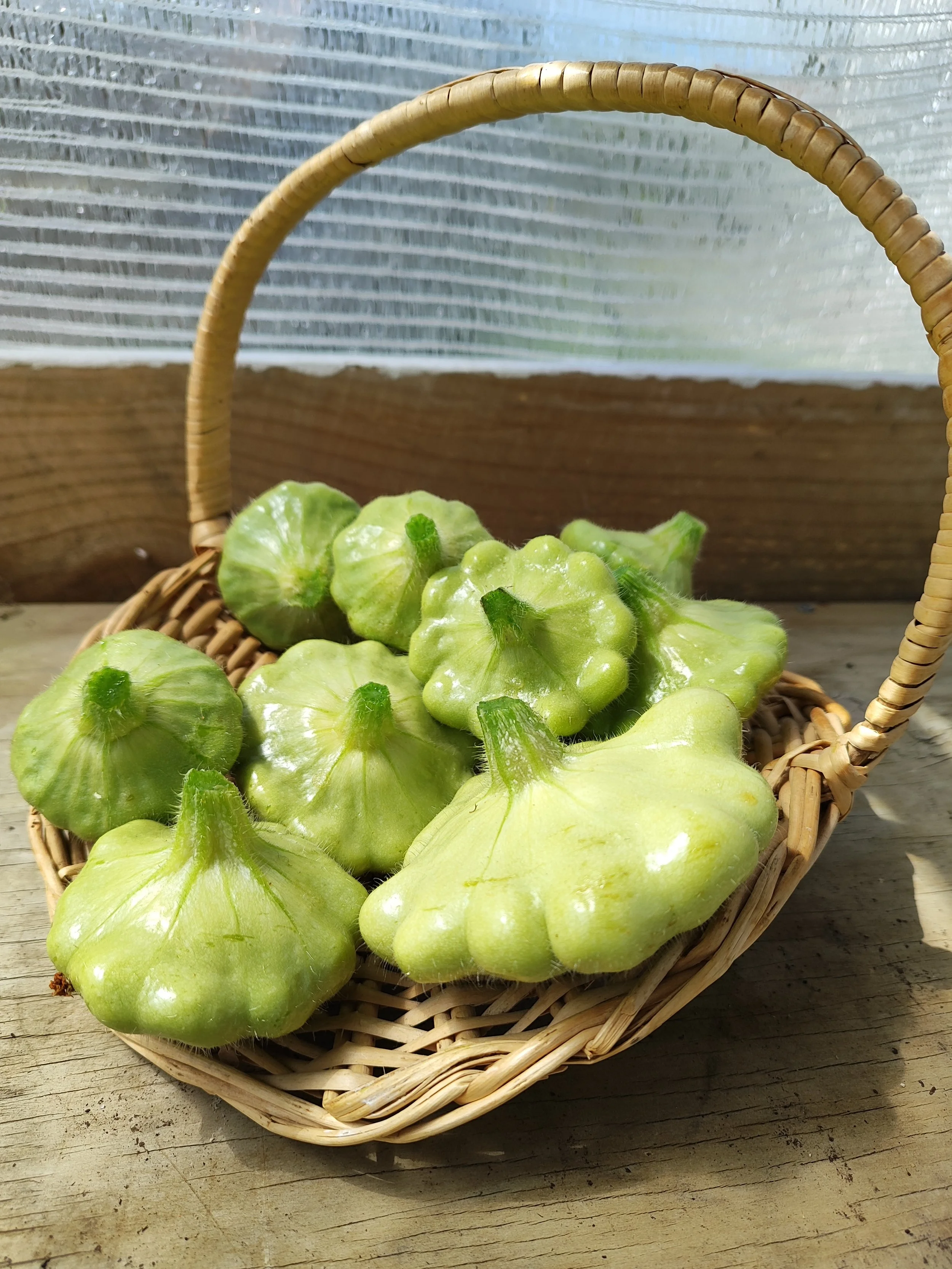 Scallopini (Pattypan Squash)