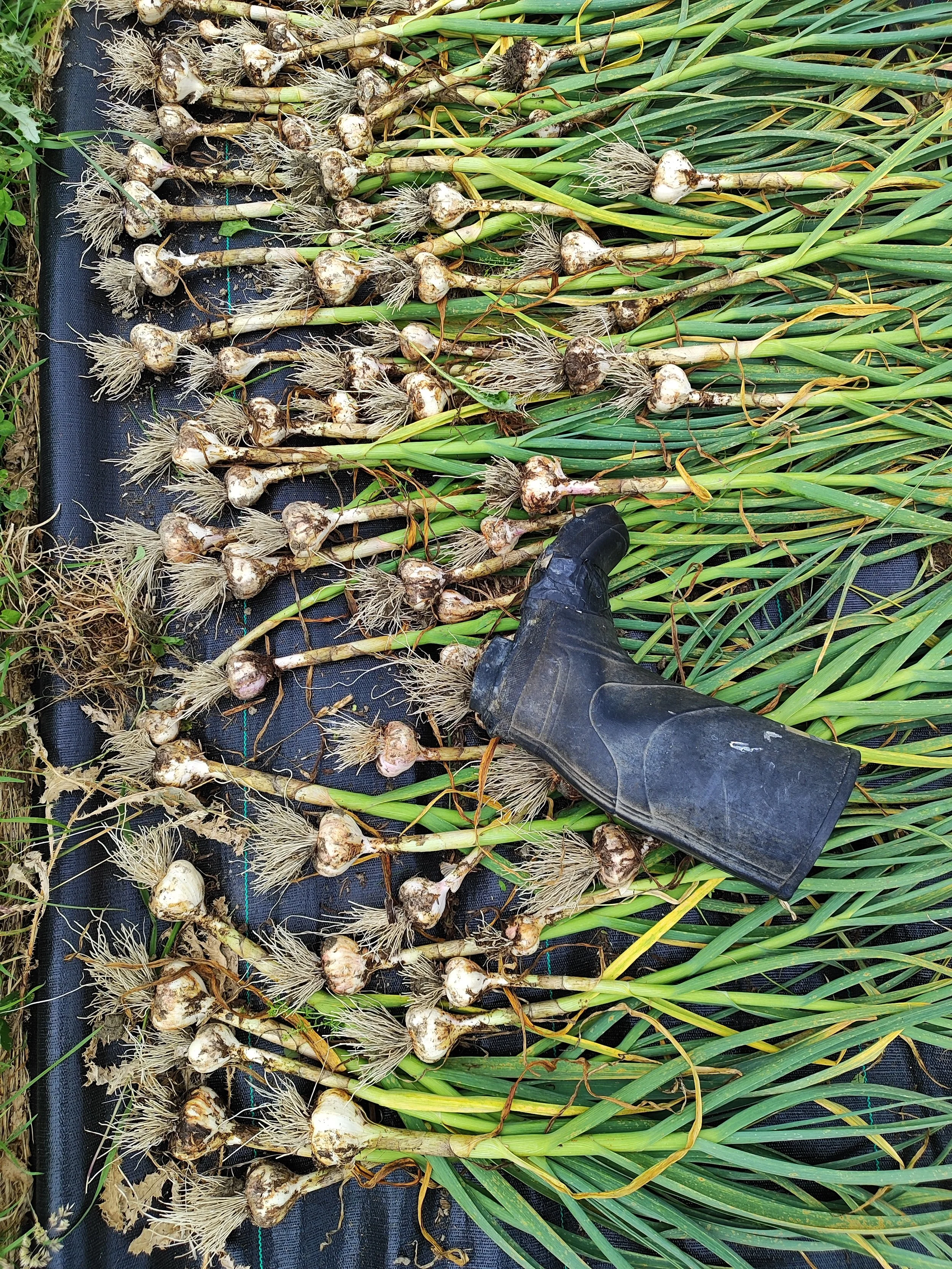 Garlic - Green (uncured)