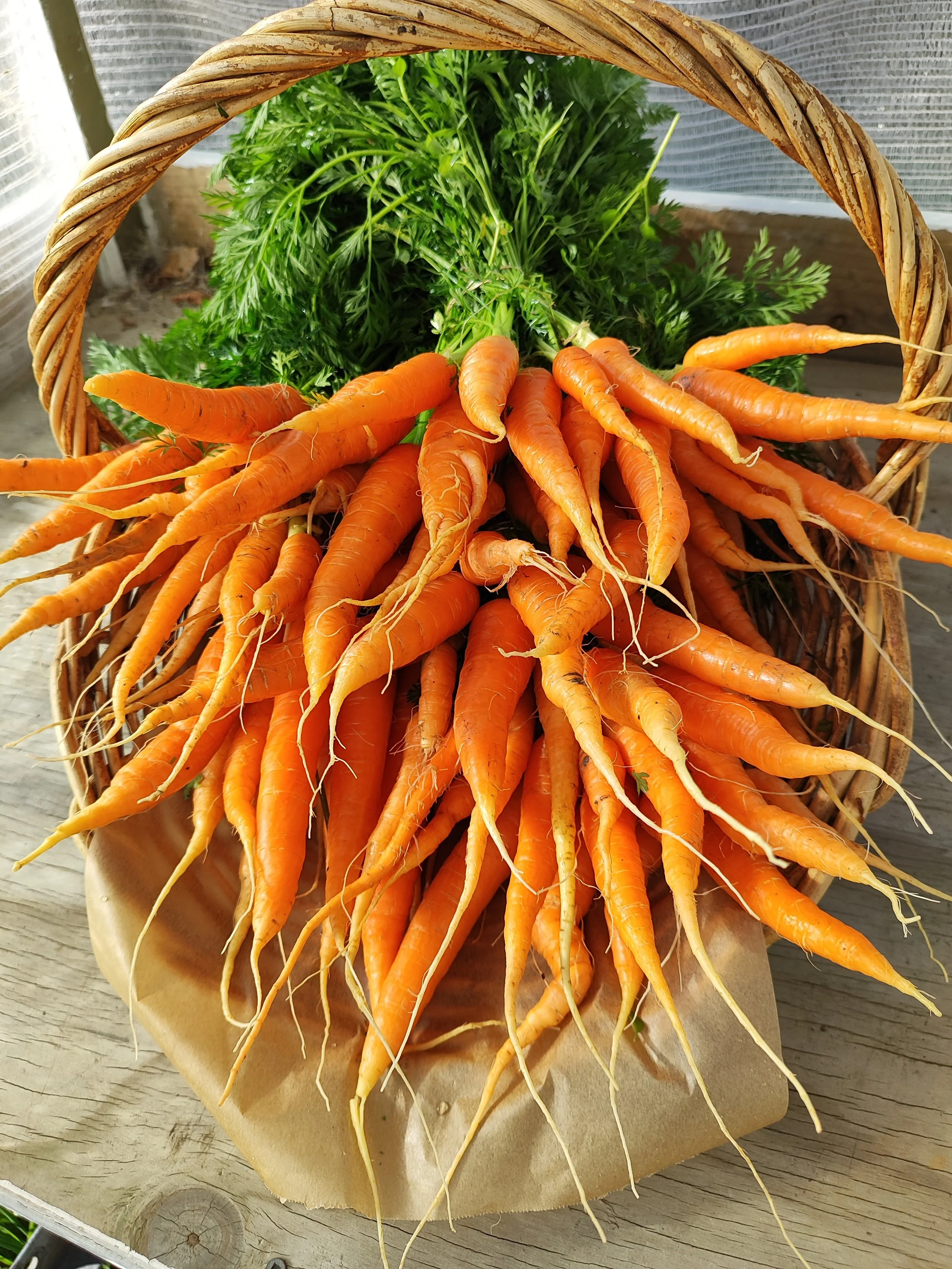 Carrots.jpg