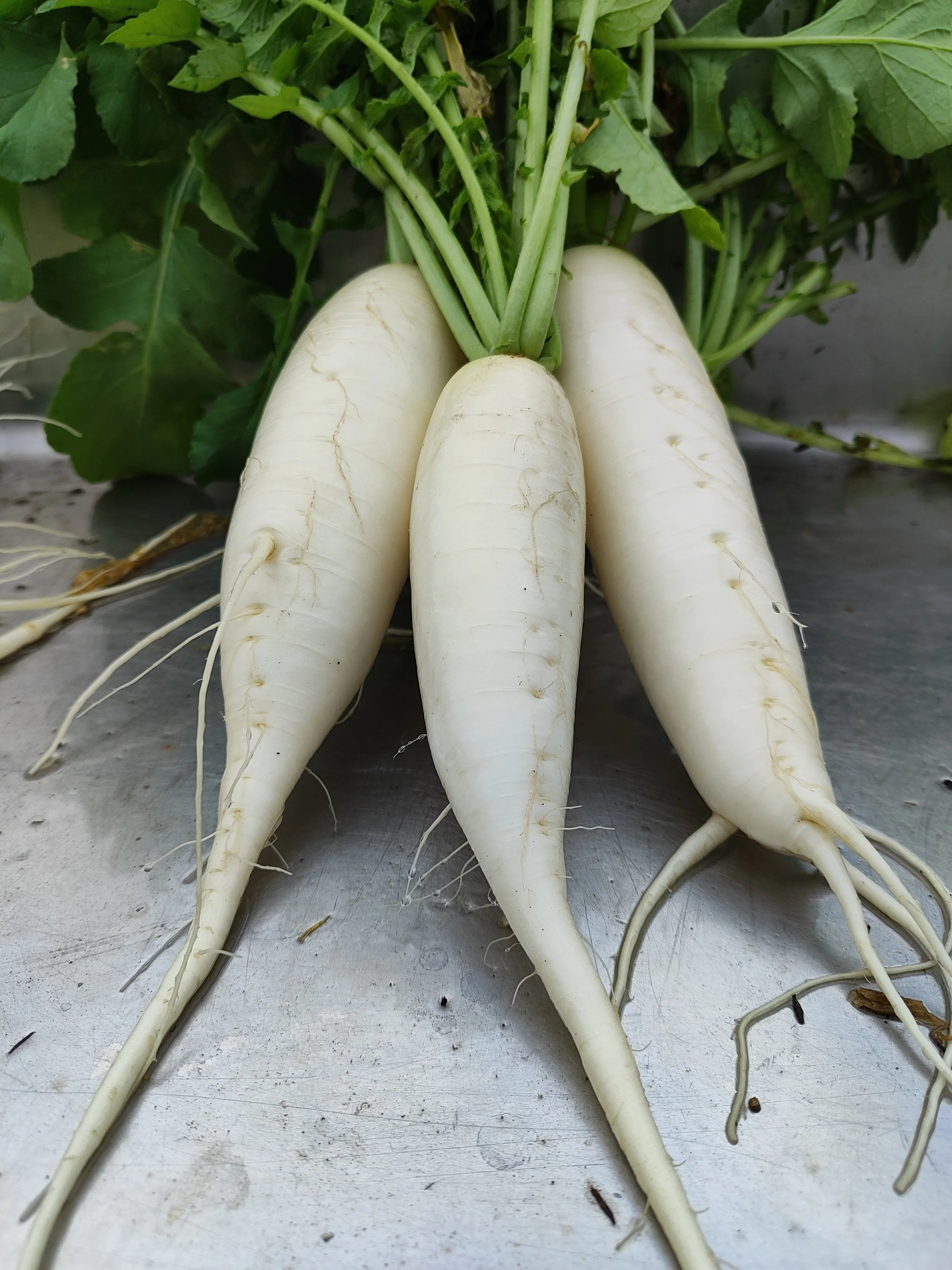 Daikon