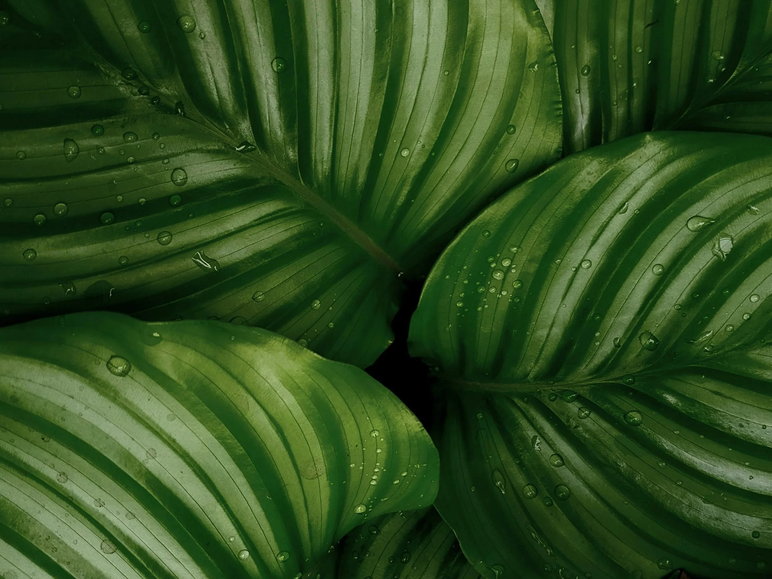 Close-up of lush green leaves with water droplets.