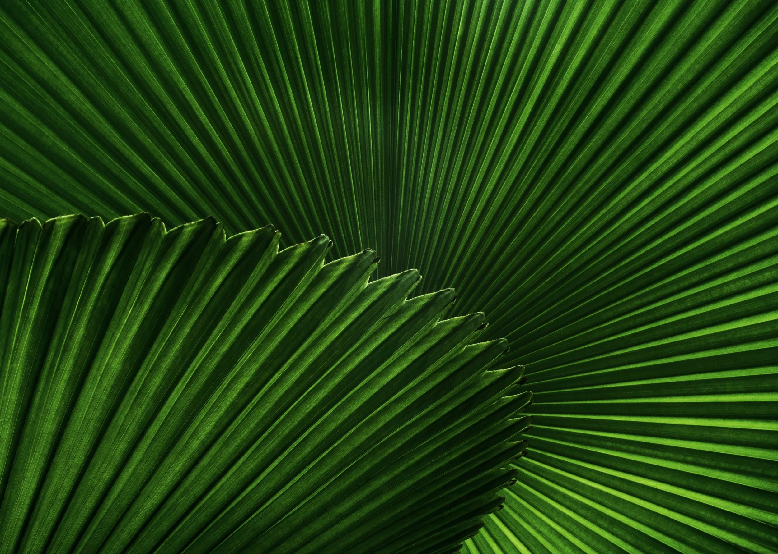 Close-up of overlapping green palm leaves with prominent veins and sharp edges.