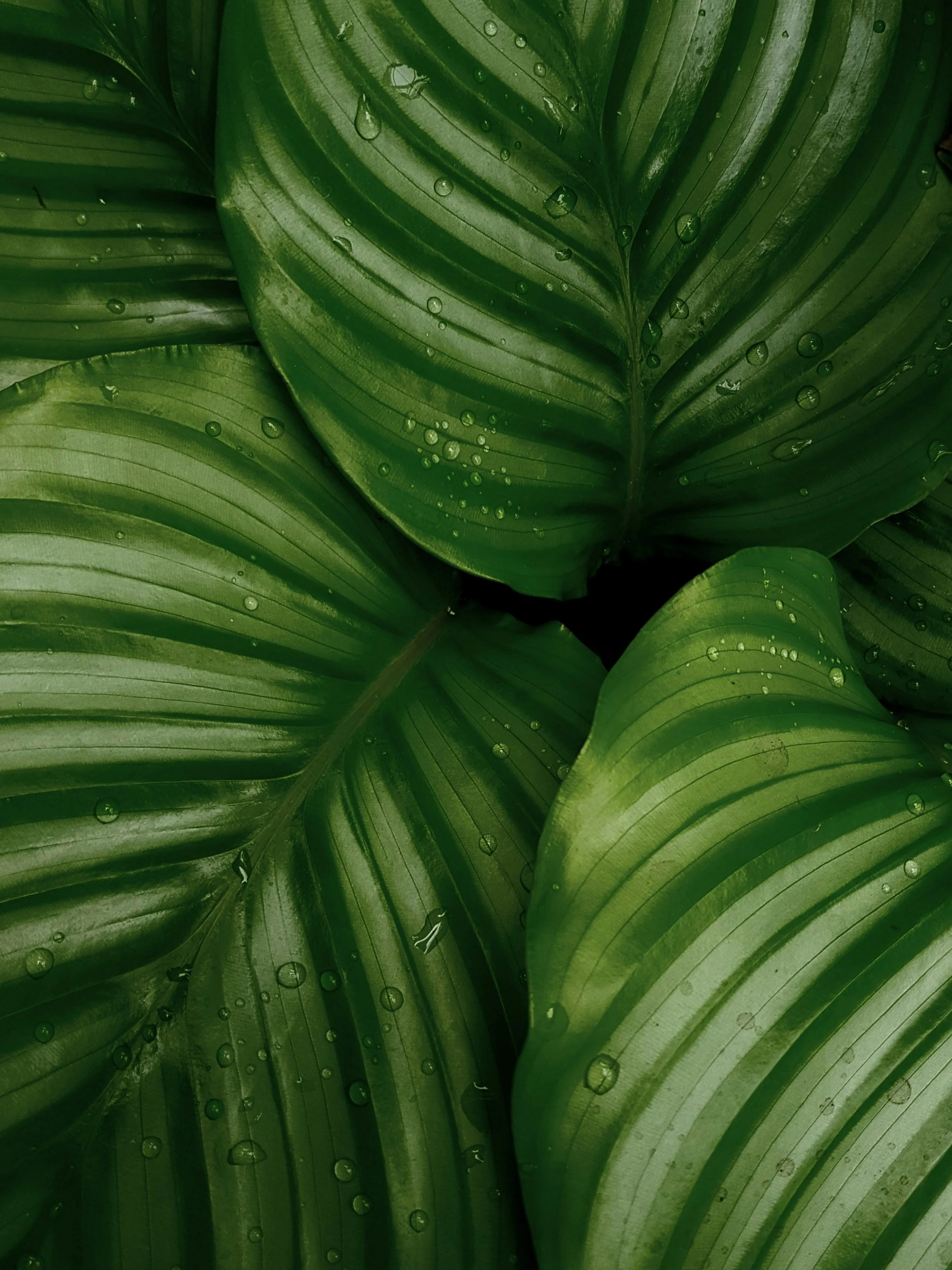 Close-up of large, green, tropical leaves with water droplets on their surfaces.