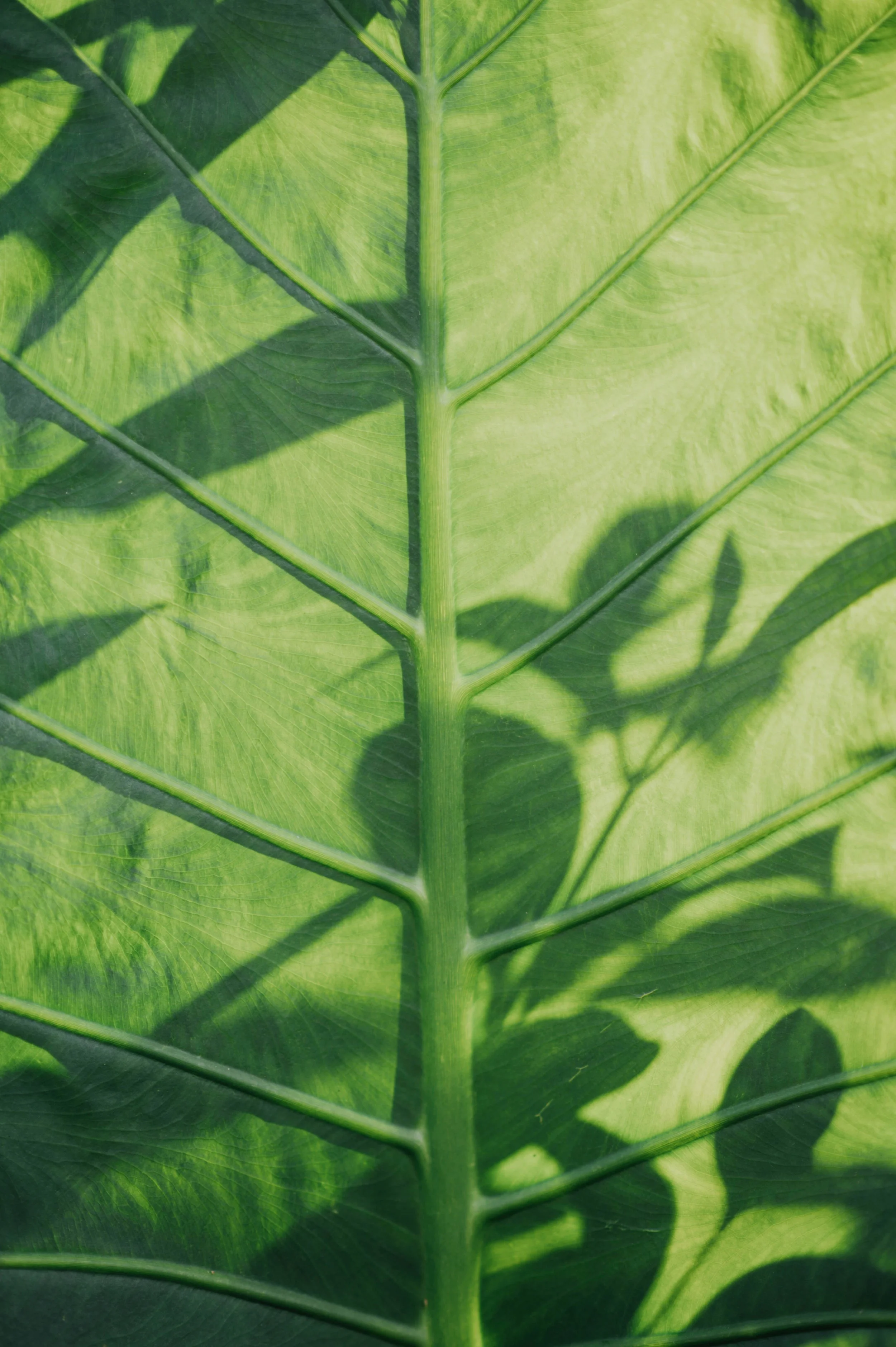 Close-up of a green leaf with visible veins, with sunlight casting shadows on it.