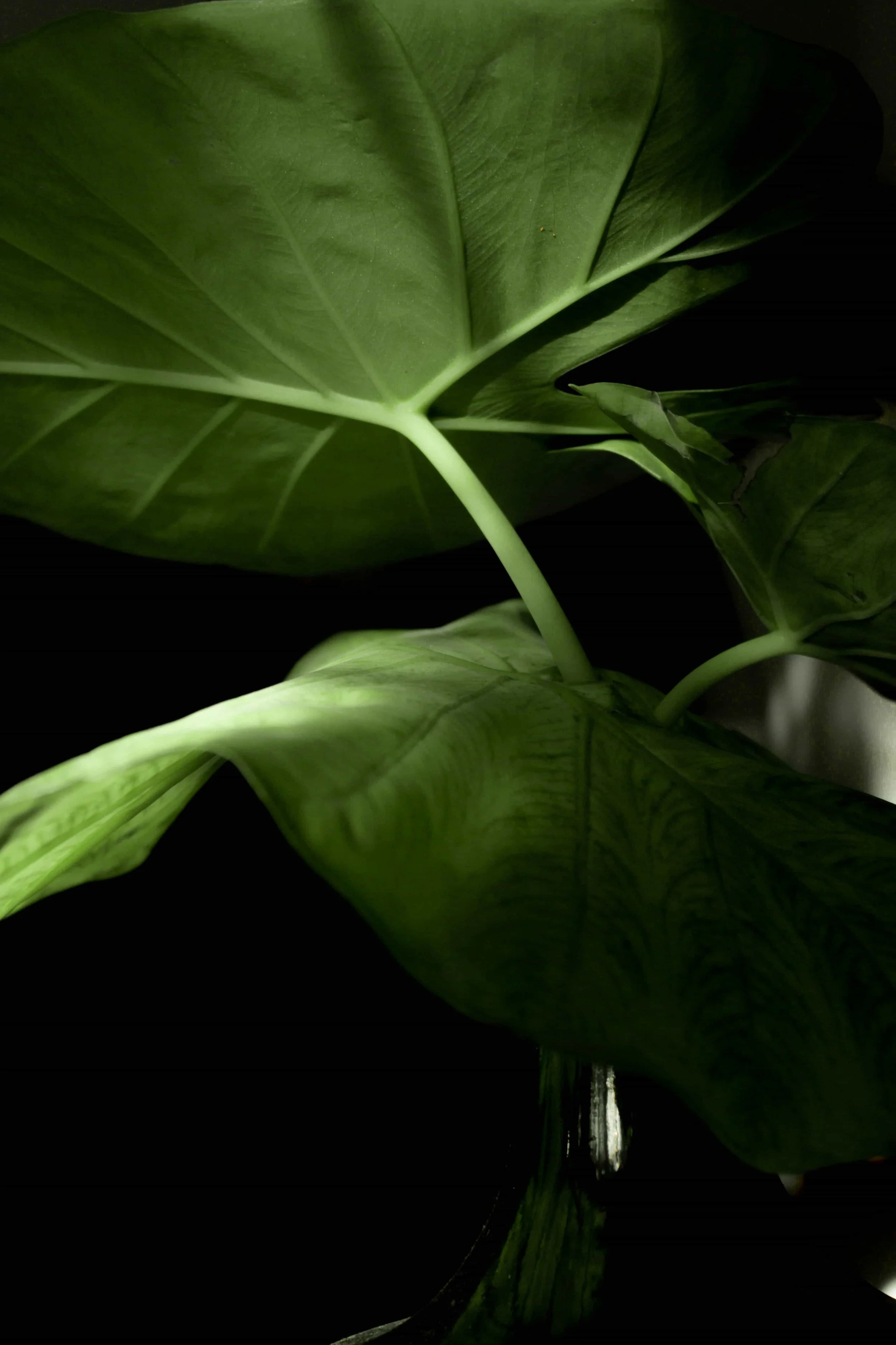 Green leaves close up on a black background